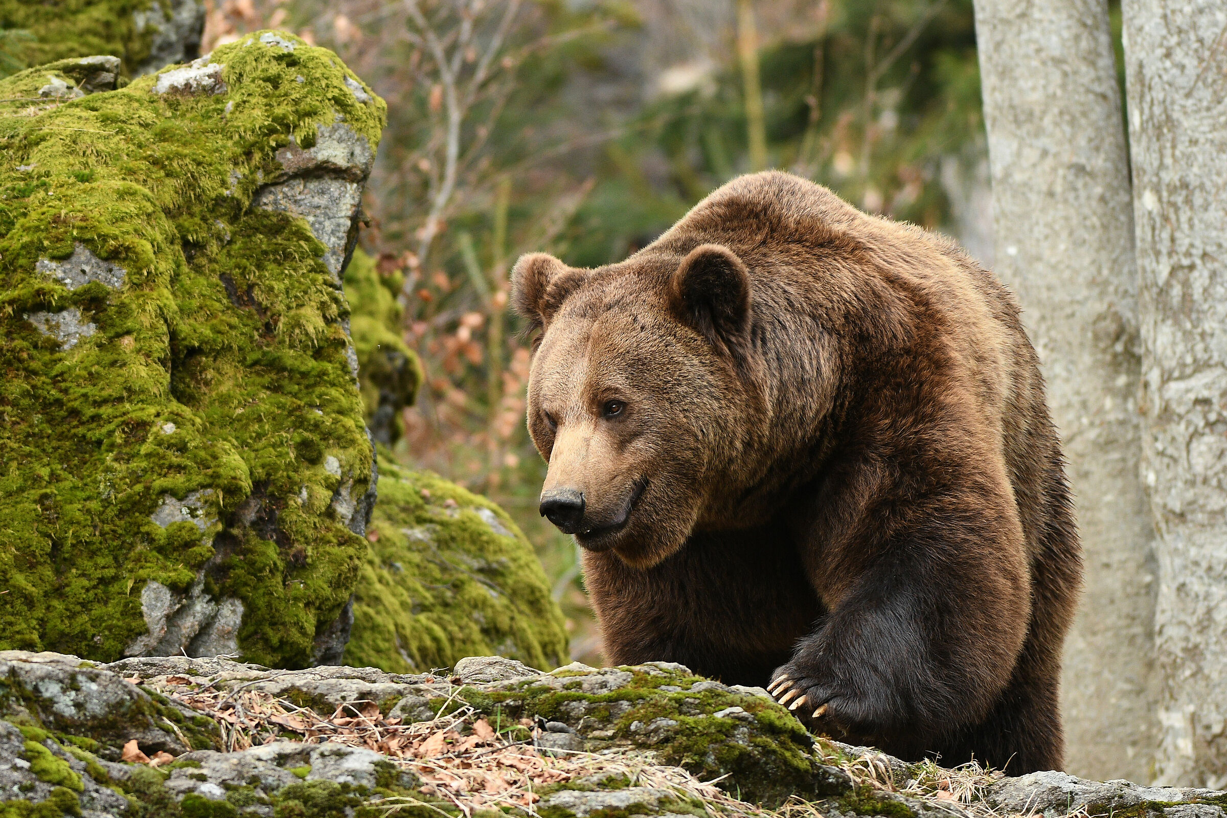 Brown bear