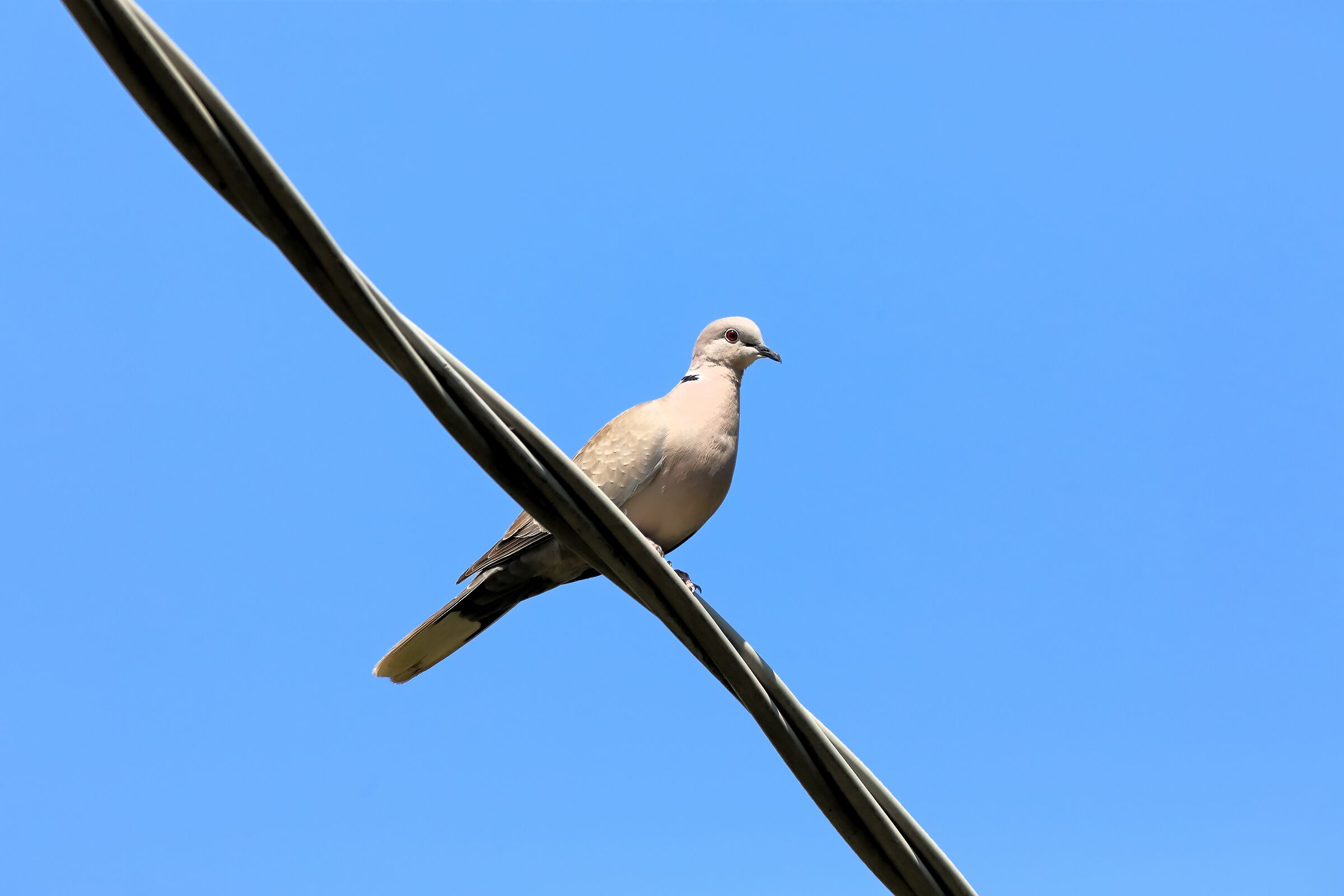 Wood pigeon 16-06-2023