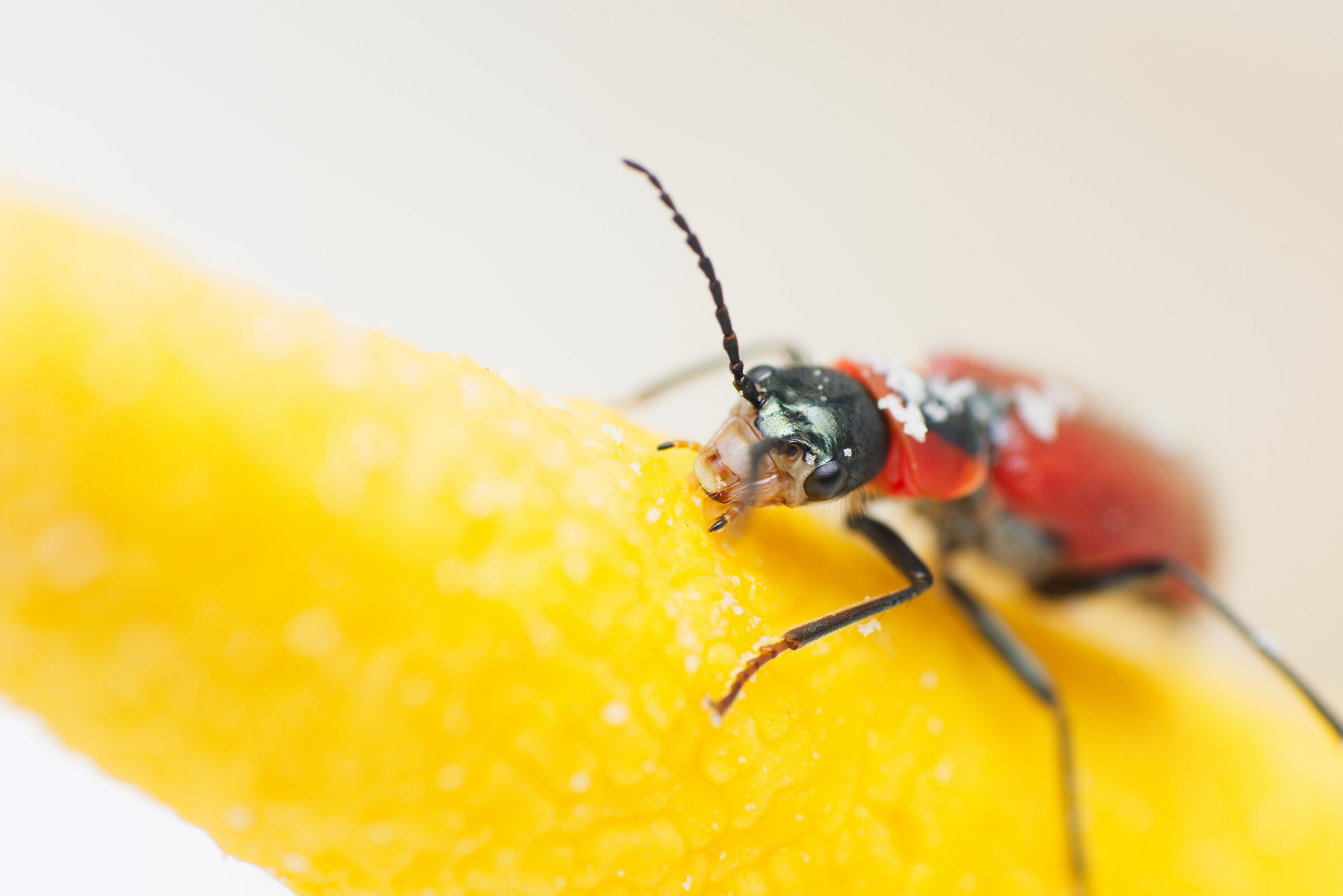macro