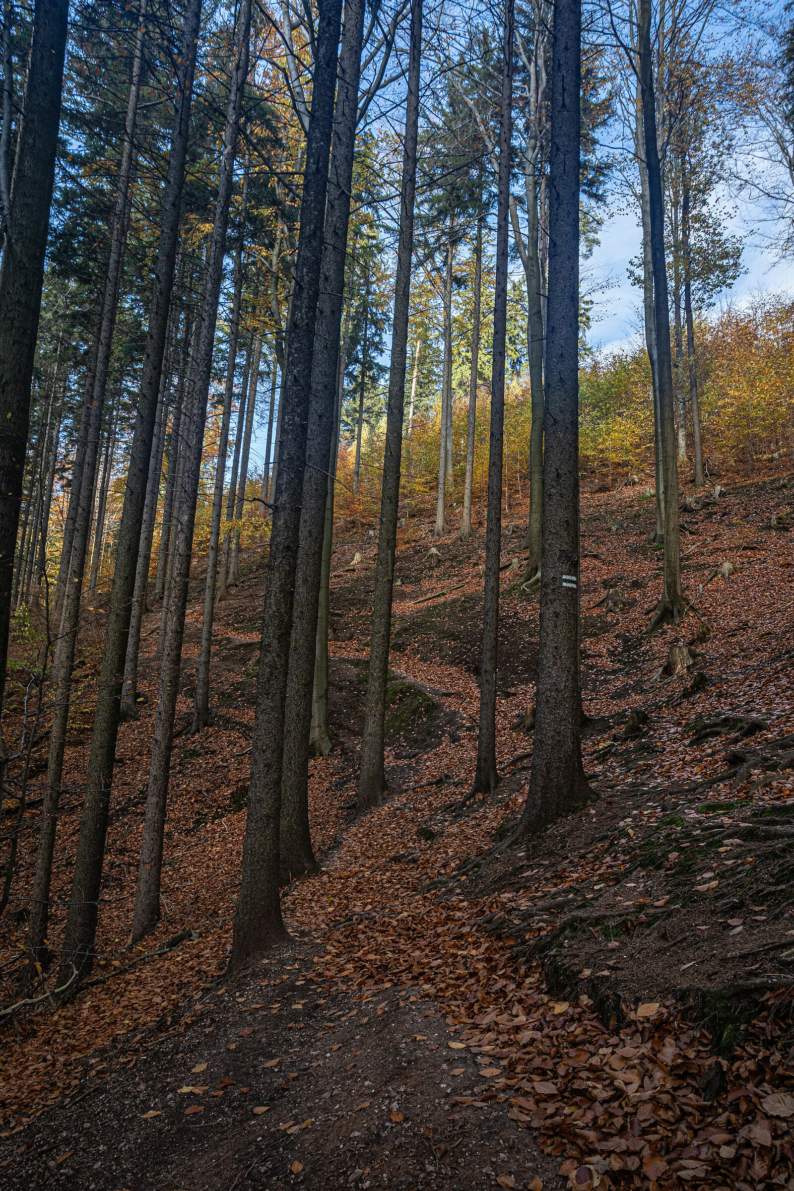 Il sentiero per Trojgarb