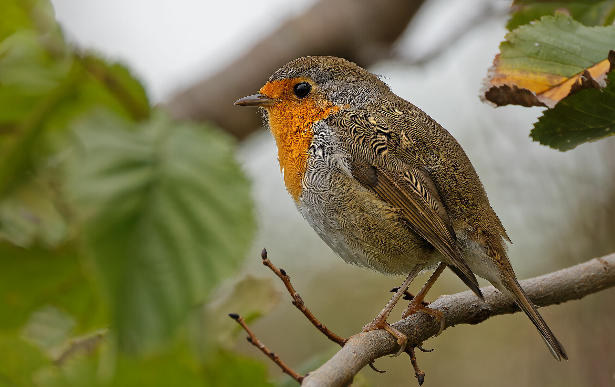 Robin - Half Cloudy Sky