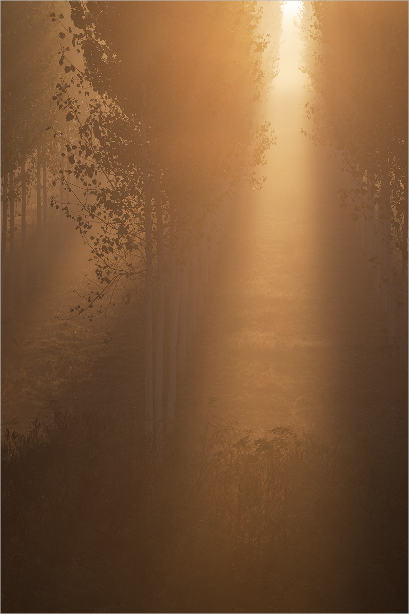 The Victory of Light