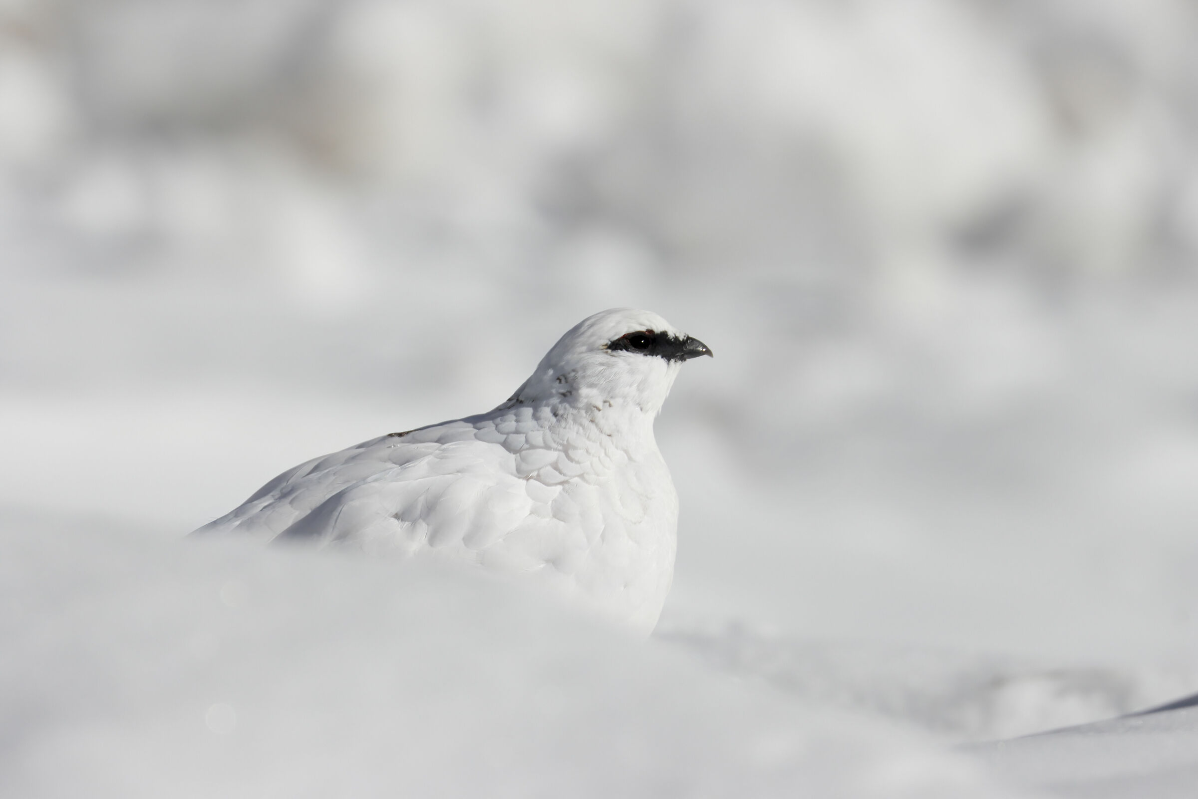 immersa nella neve, pernice bianca