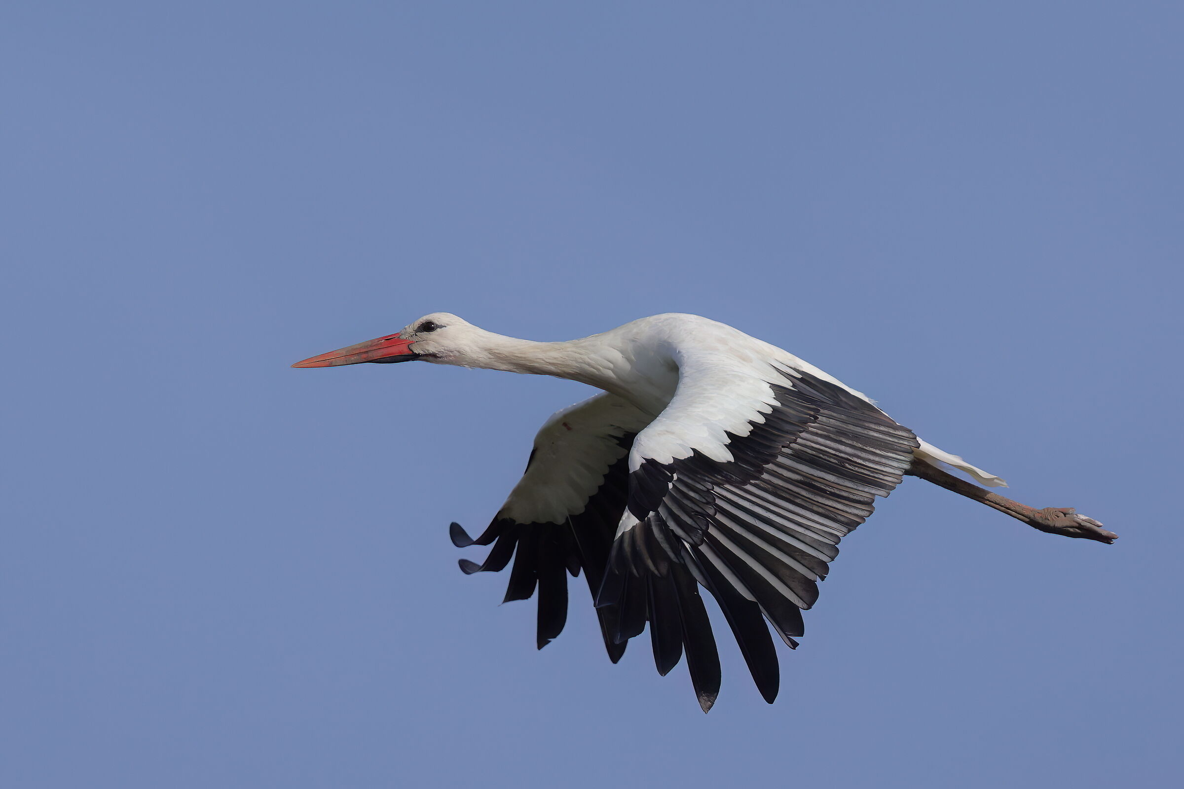 White stork