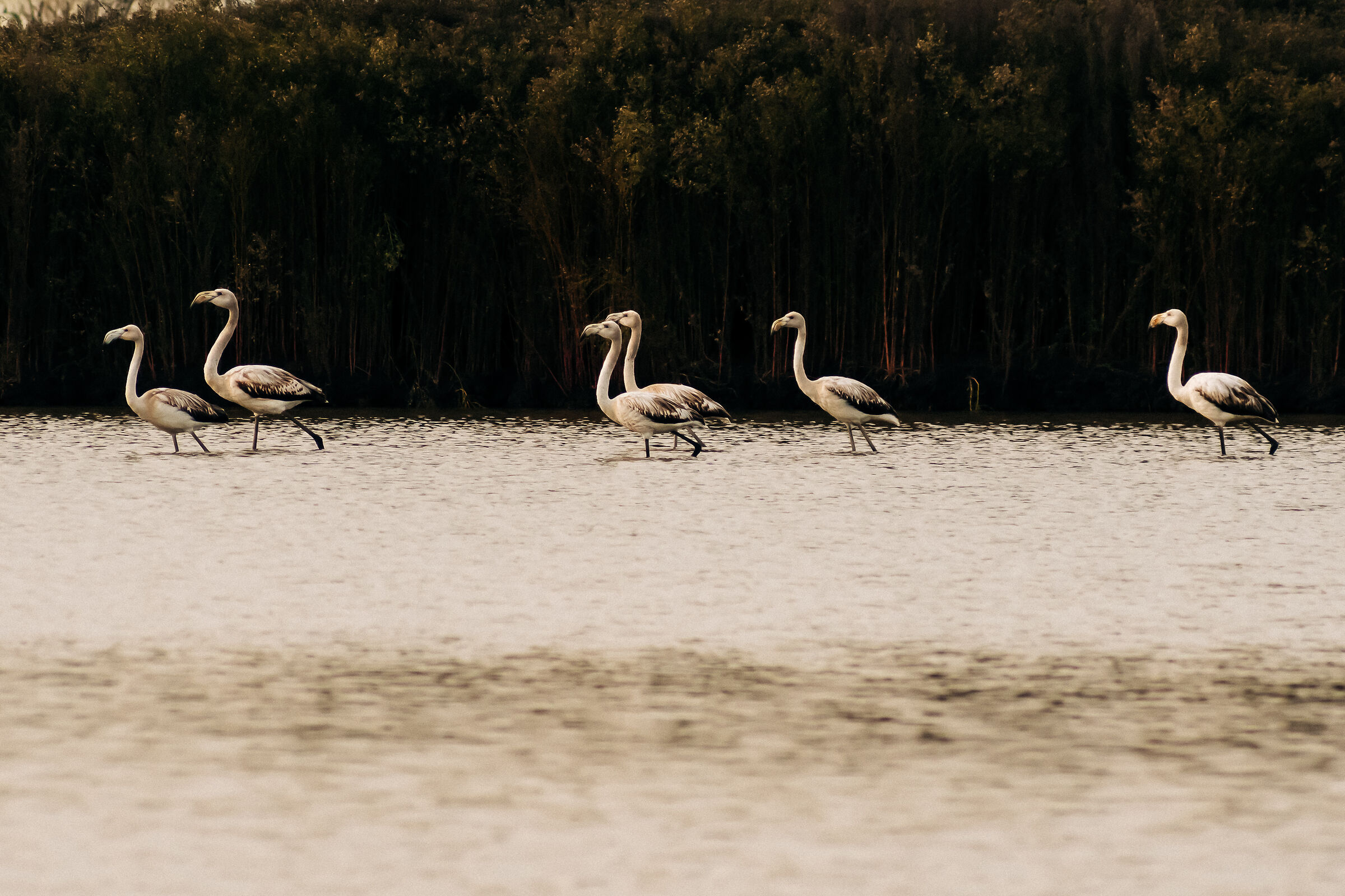 Flamingos walking
