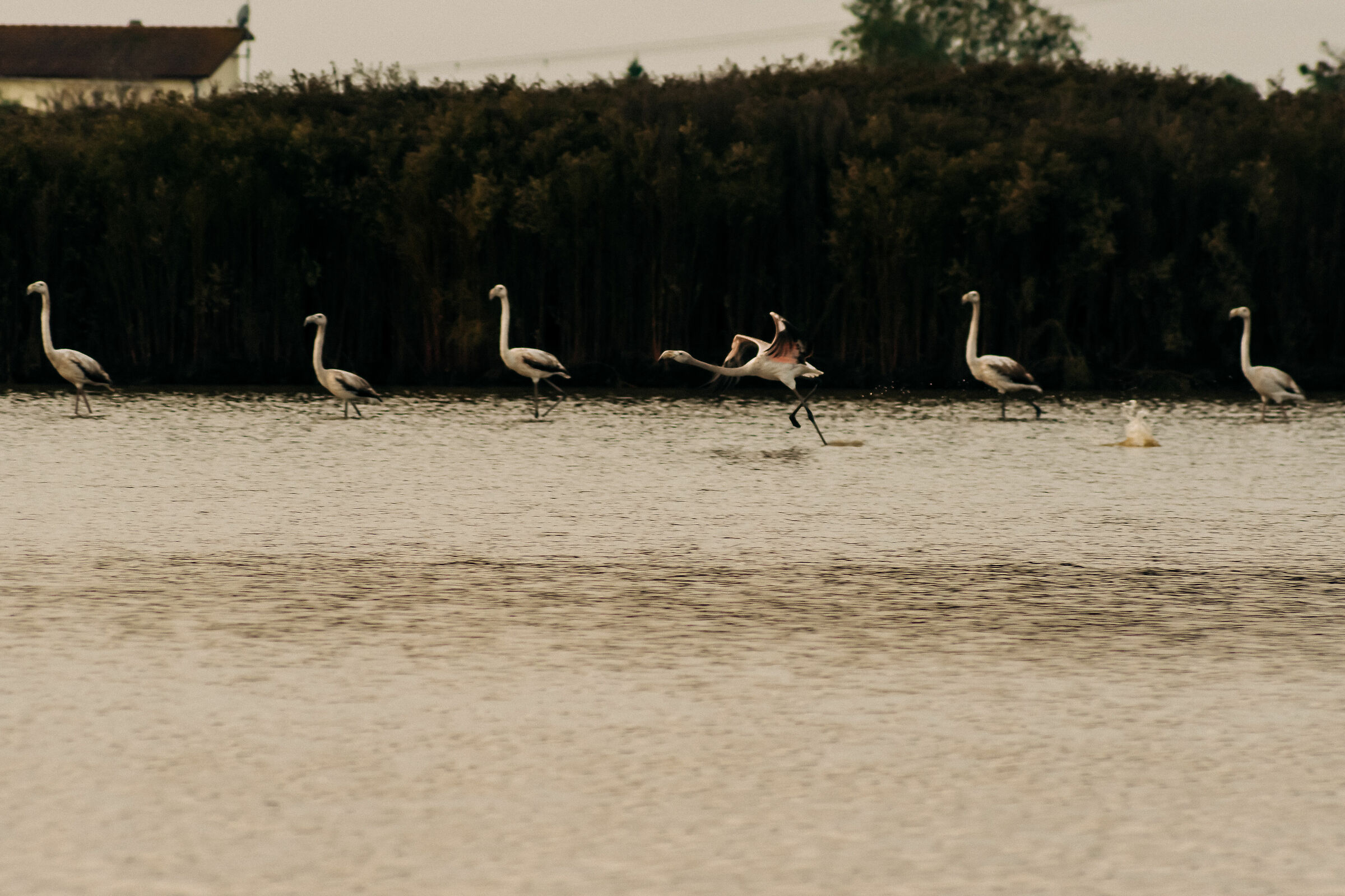 Hurried flamingo