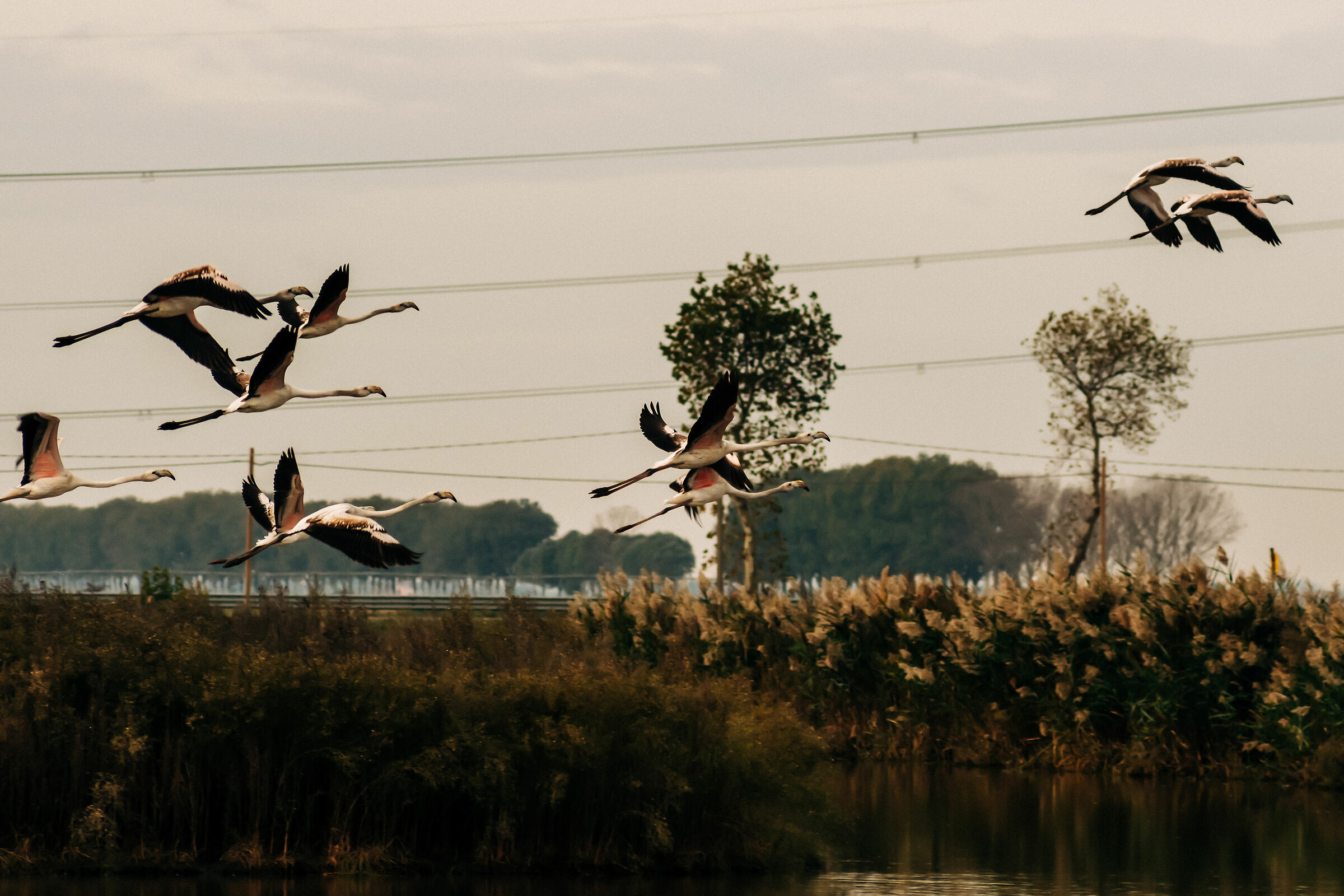 Flamingos in flight 1