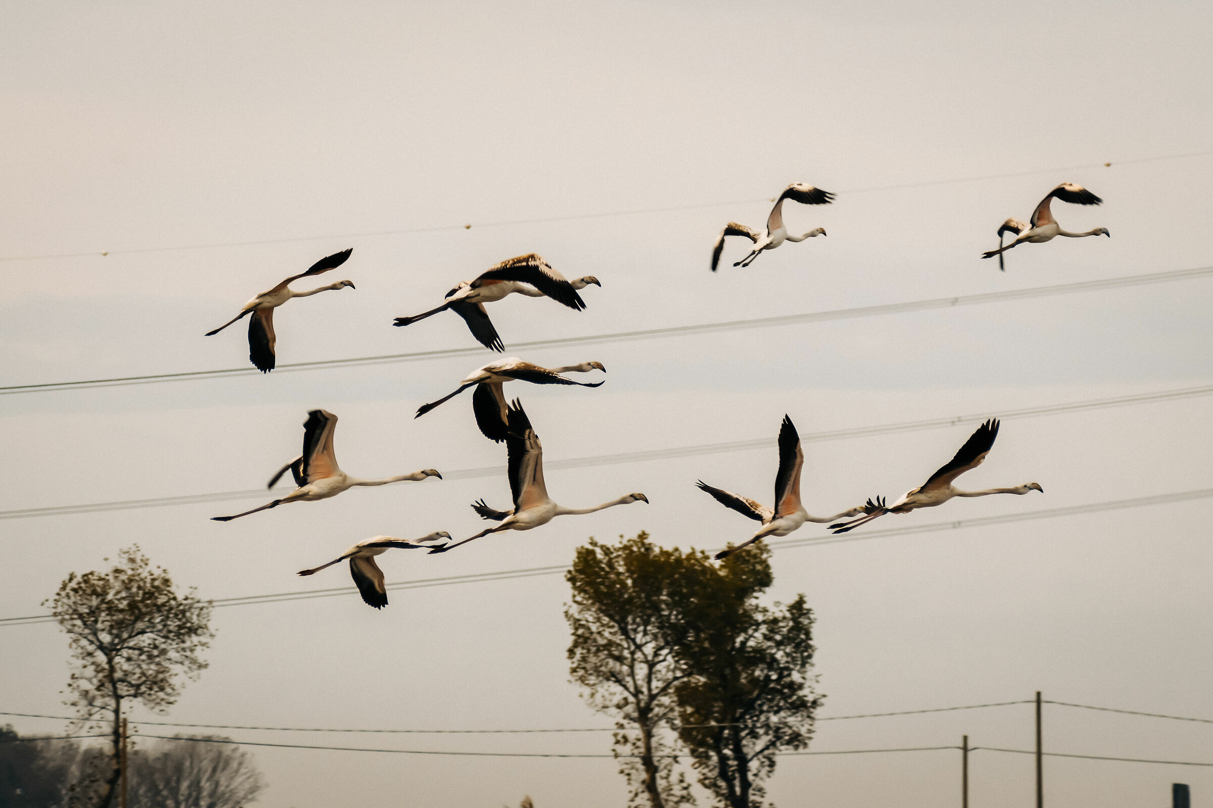 Flamingos in flight 2