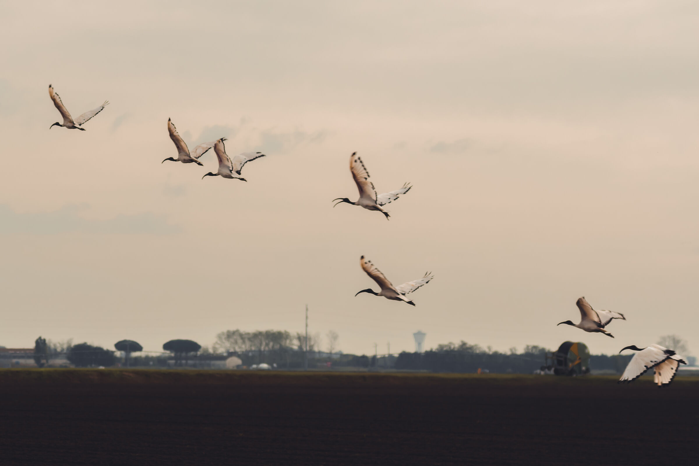 Sacred Ibis in flight