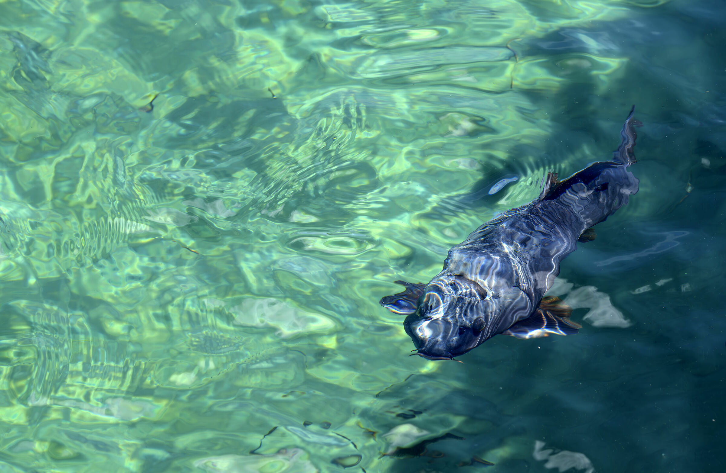 Aquatic deformation