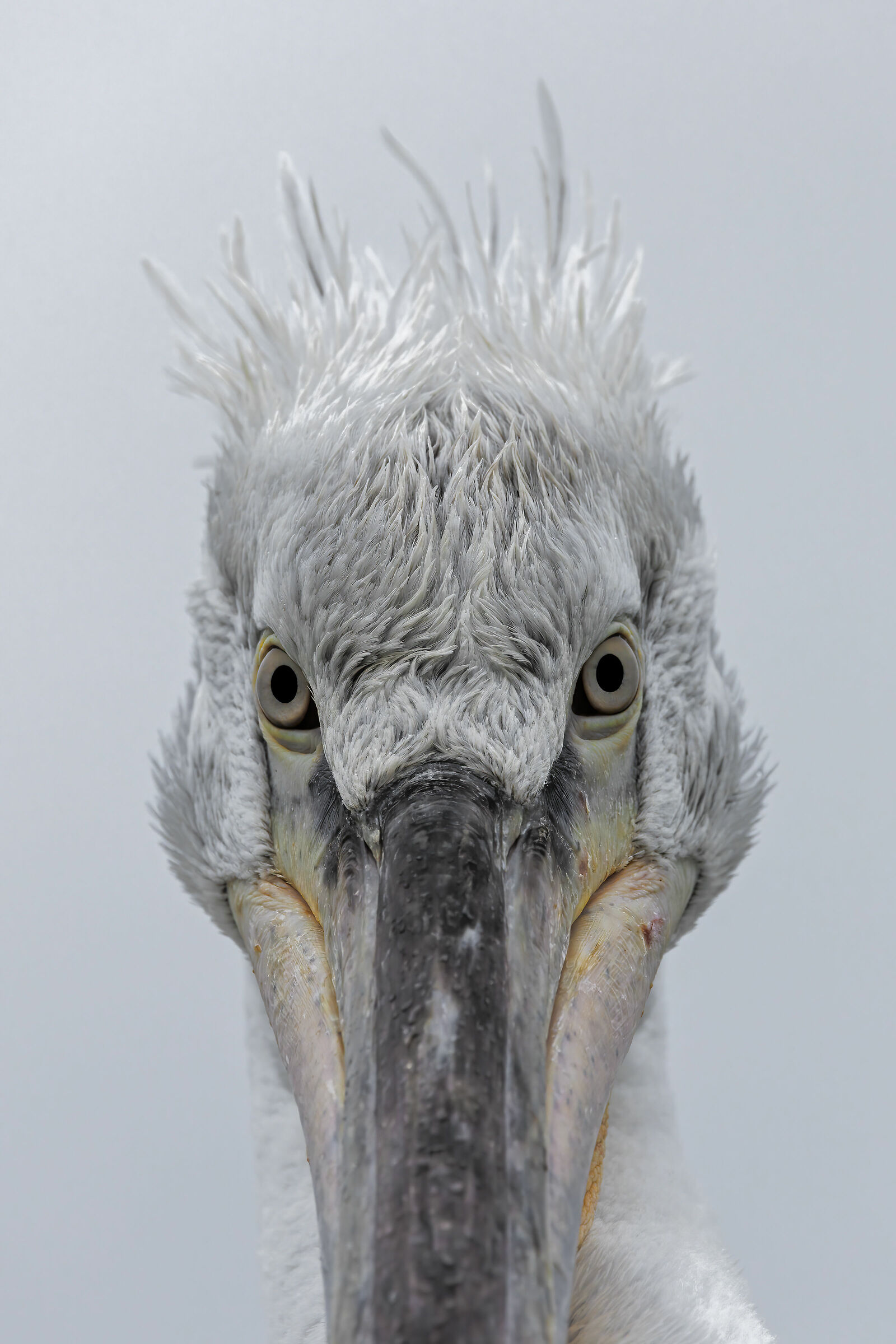 Diventerò un bel pellicano riccio (forse)