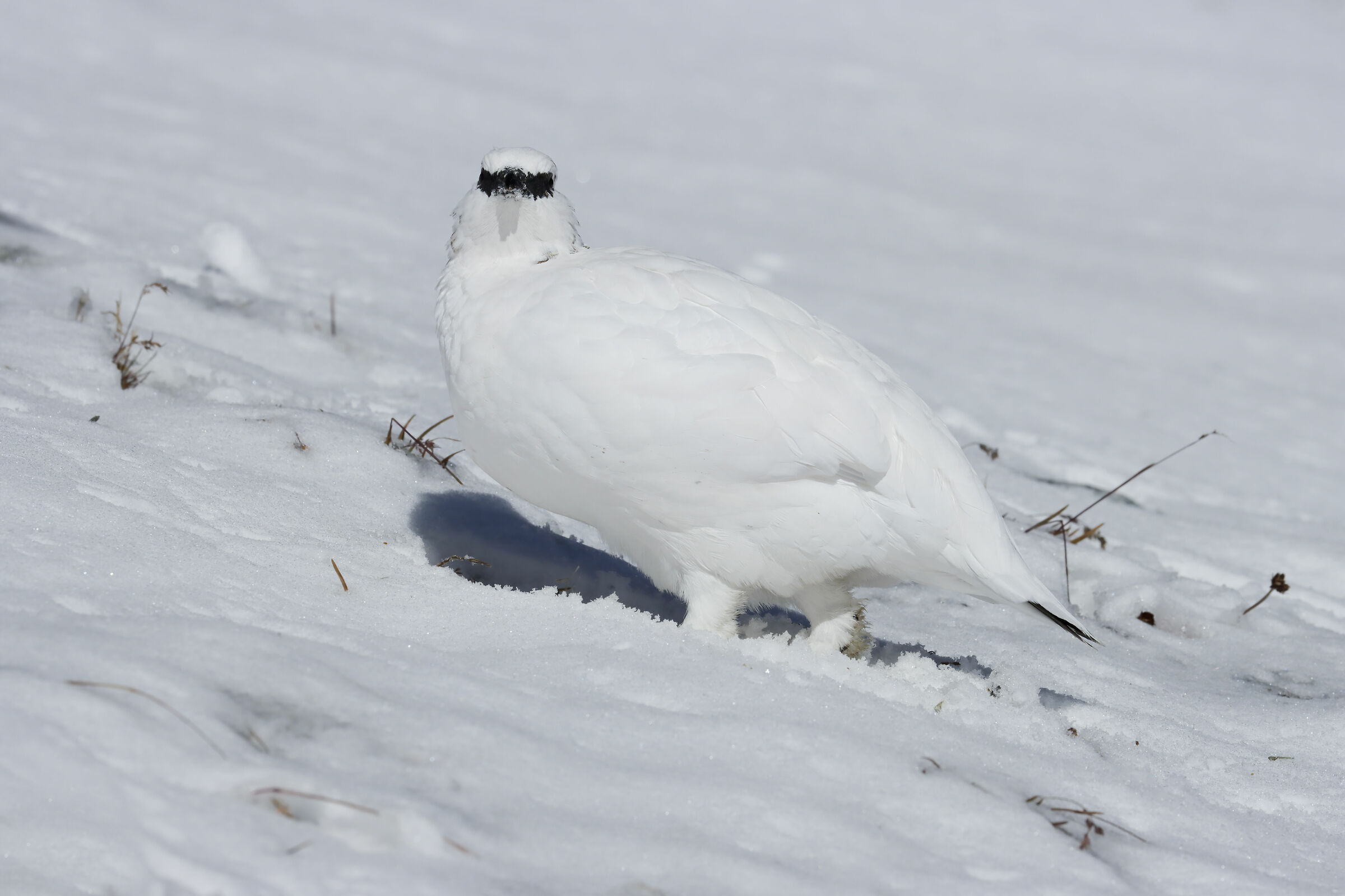 vivere di poco si può, pernice bianca
