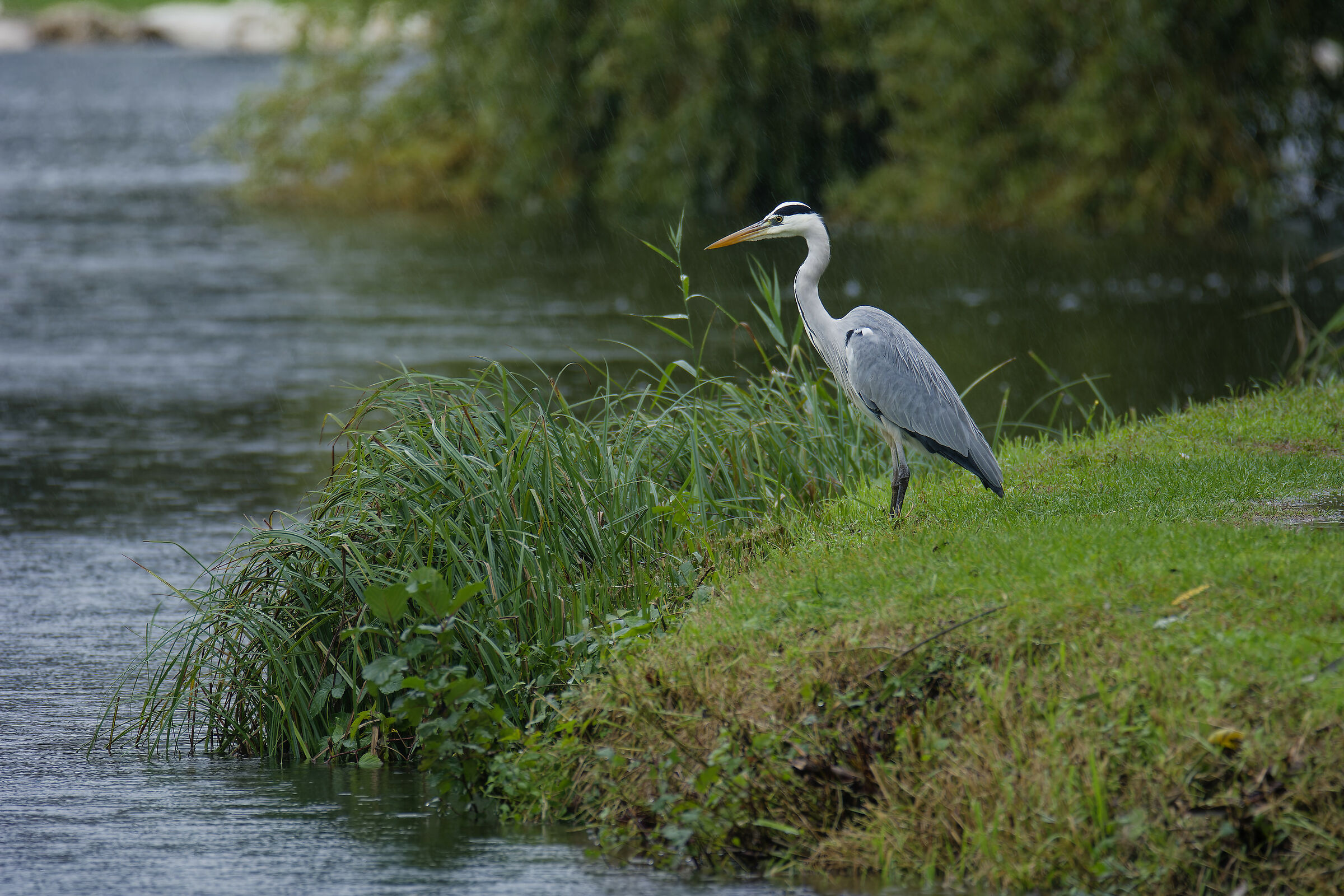 Photographing in the rain