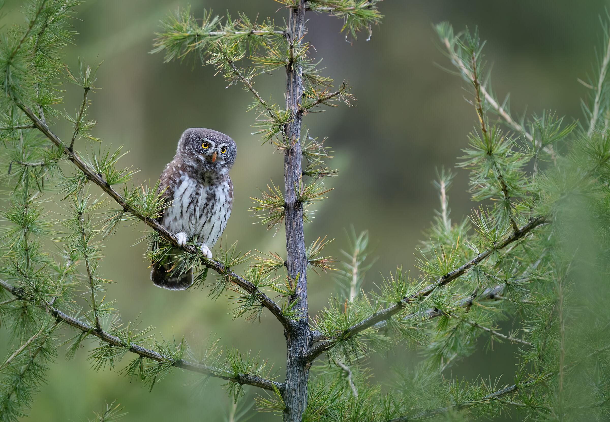 Dwarf owl