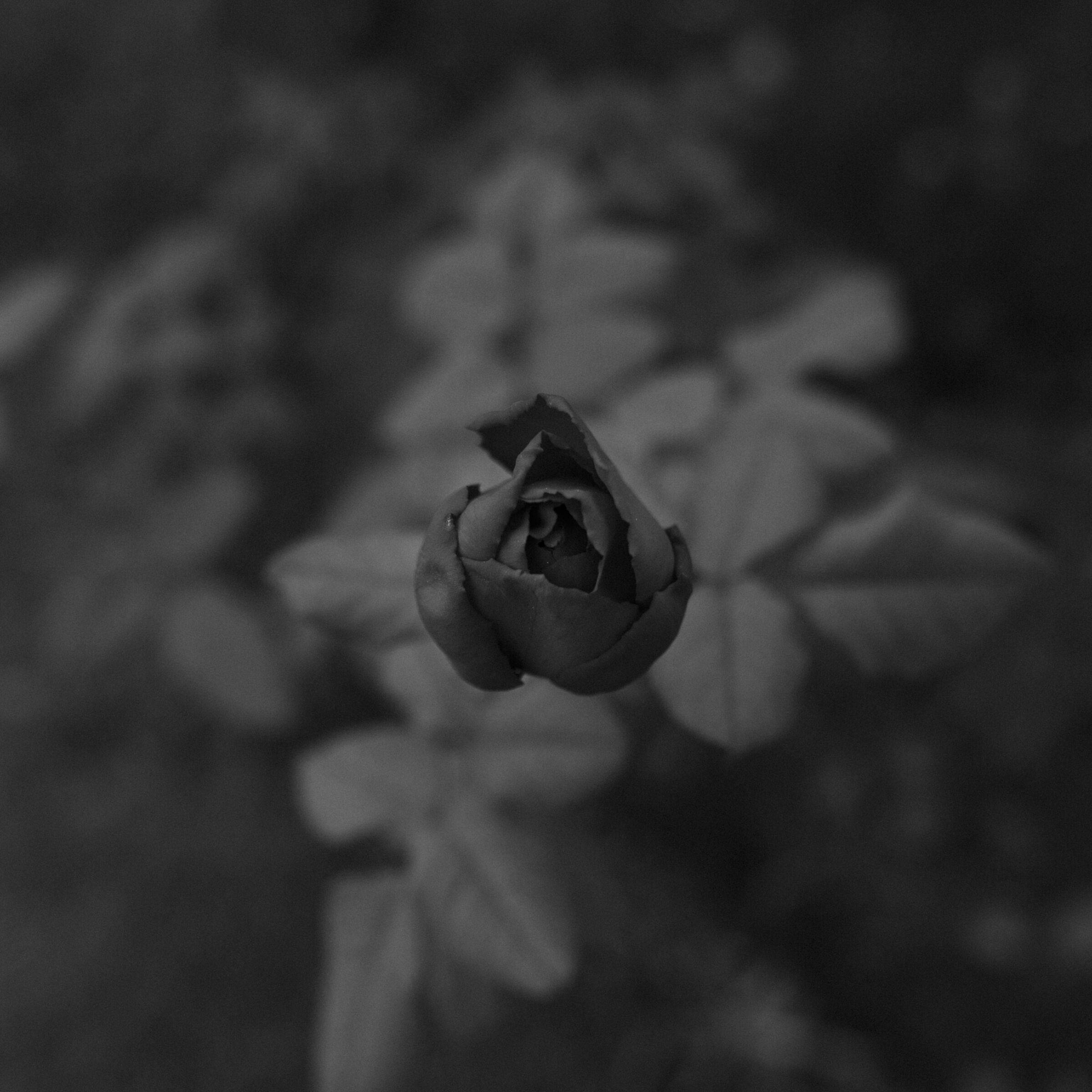 Species not received