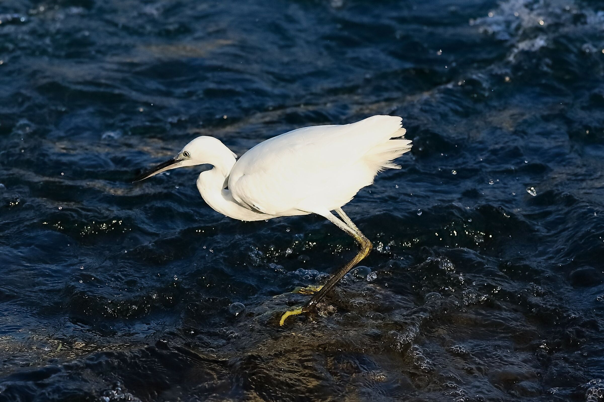 Little Egret September 29, 2023
