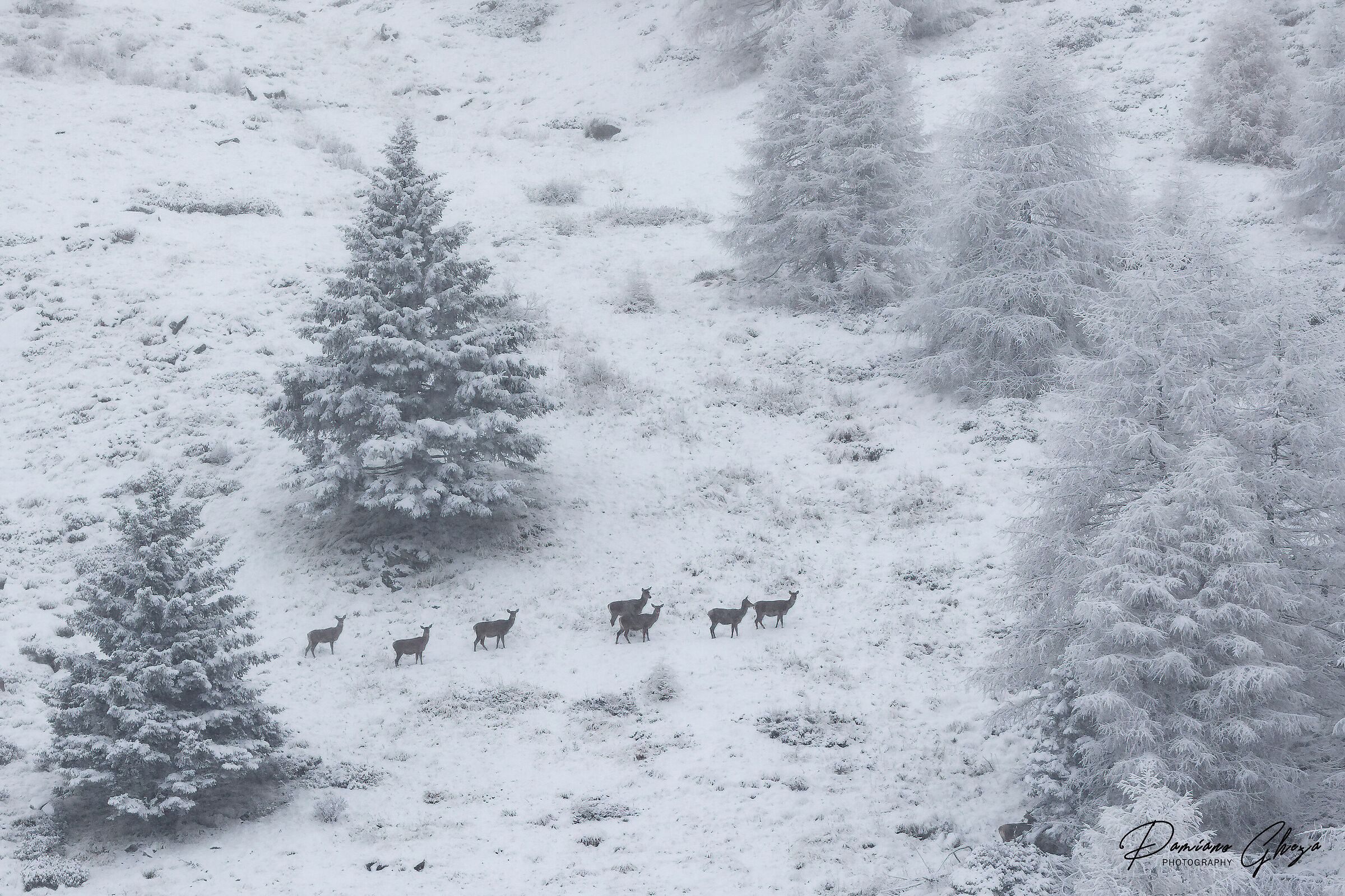 Quando la neve cade la natura ascolta