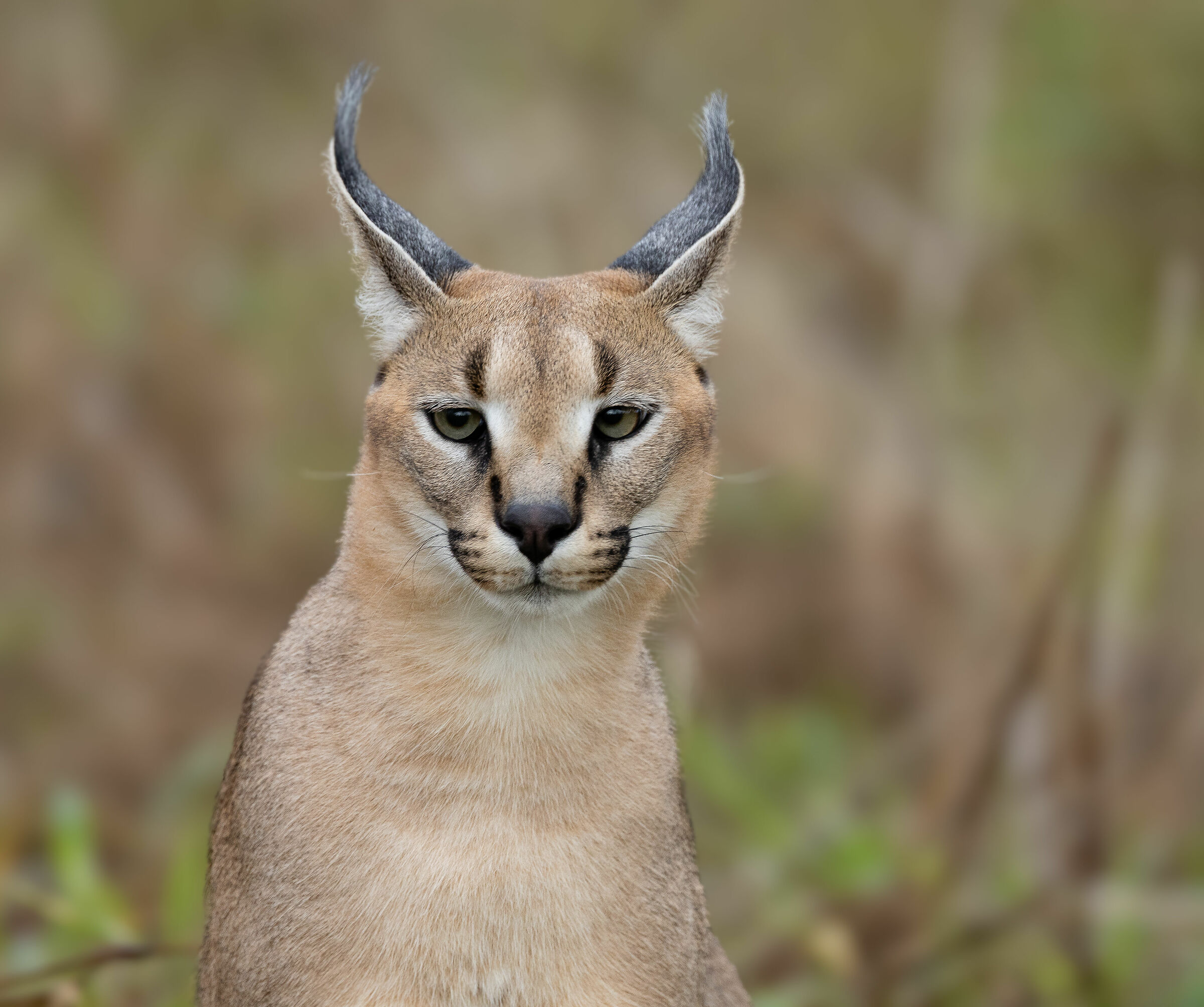 Portrait of Caracal