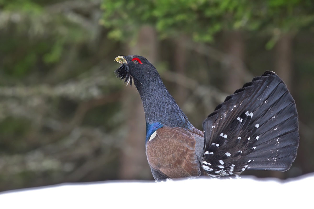 Dopo 7 anni, il cedrone