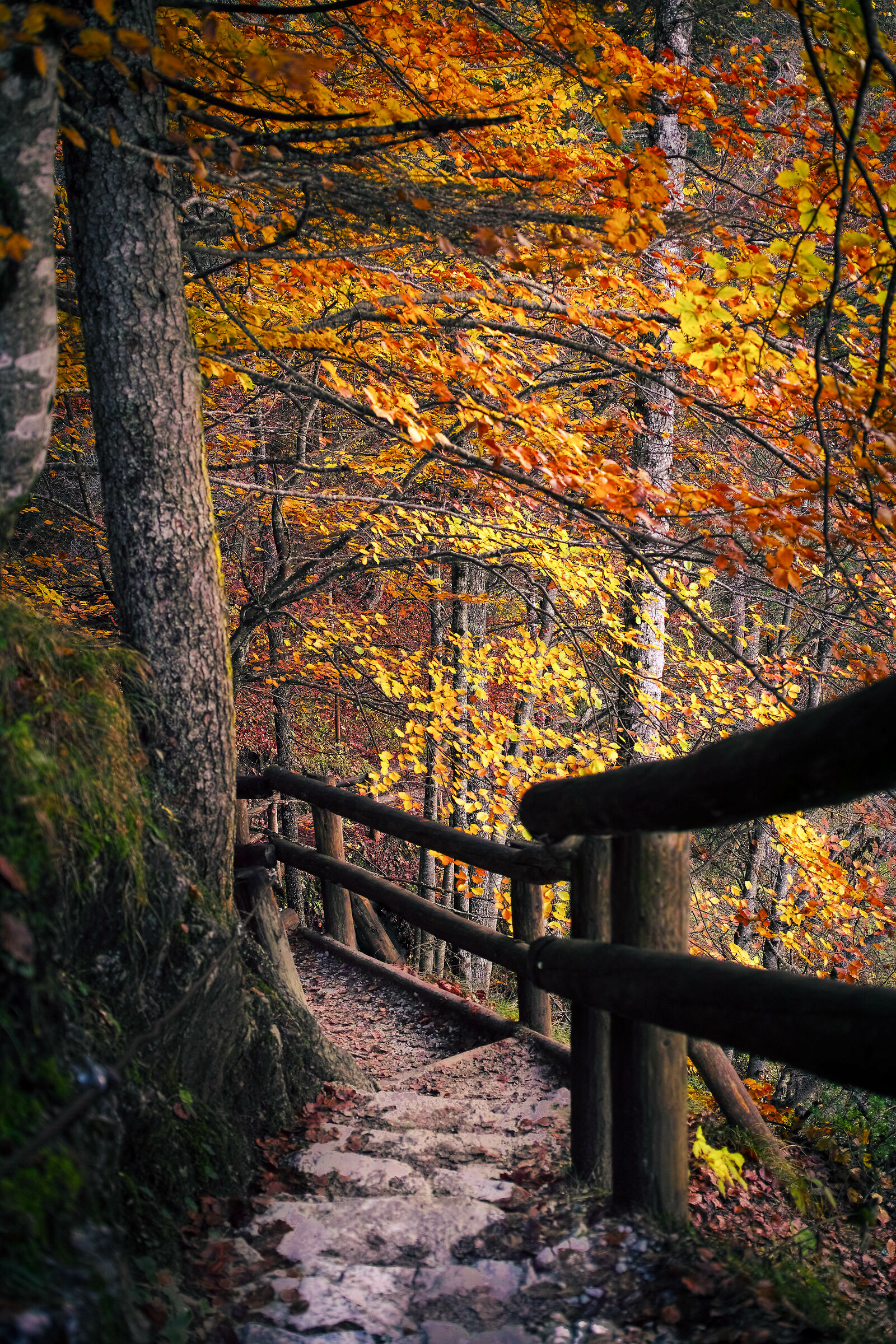 Sentiero al Lago Tovel