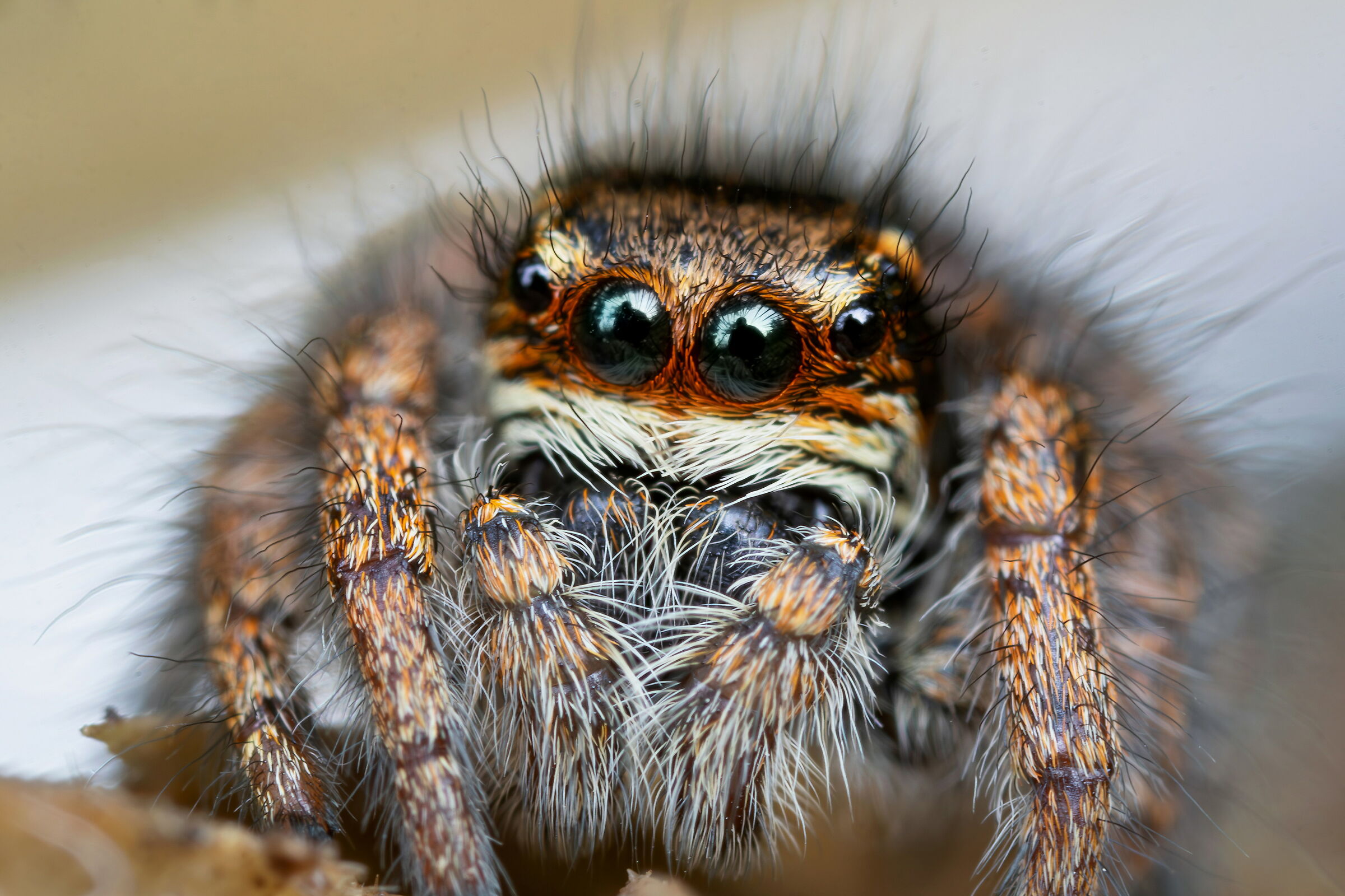 Salticidae sp.