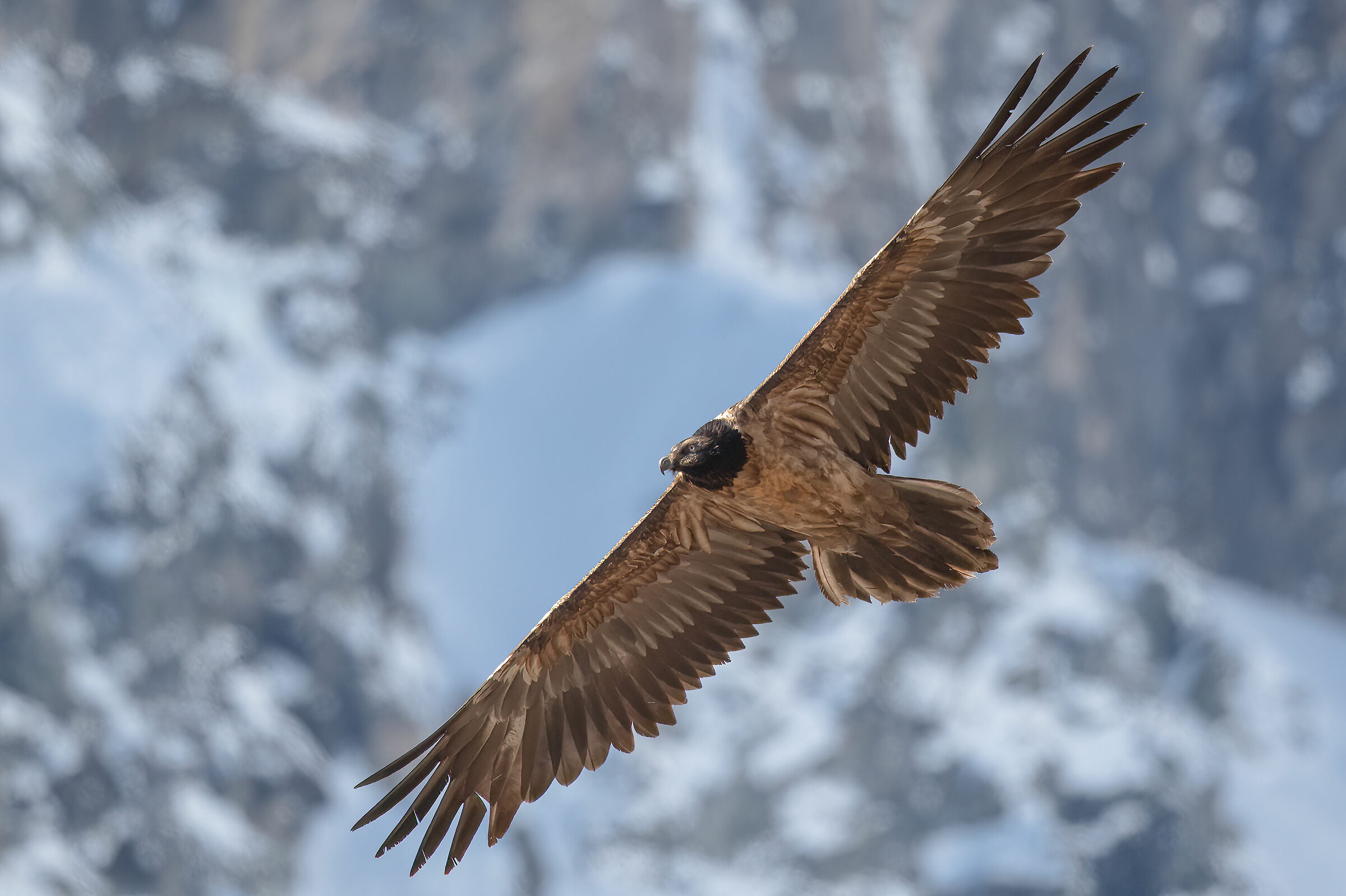 Bearded vulture