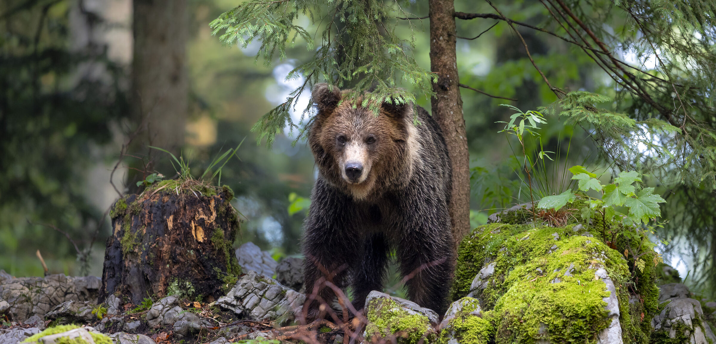 bear Slovenia