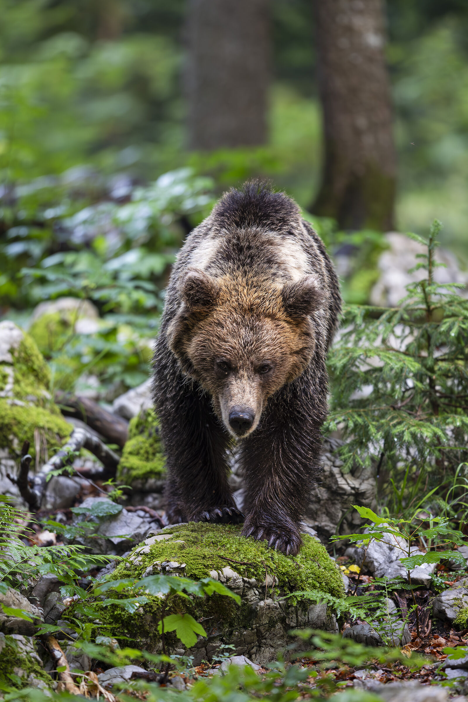 at a bear's pace