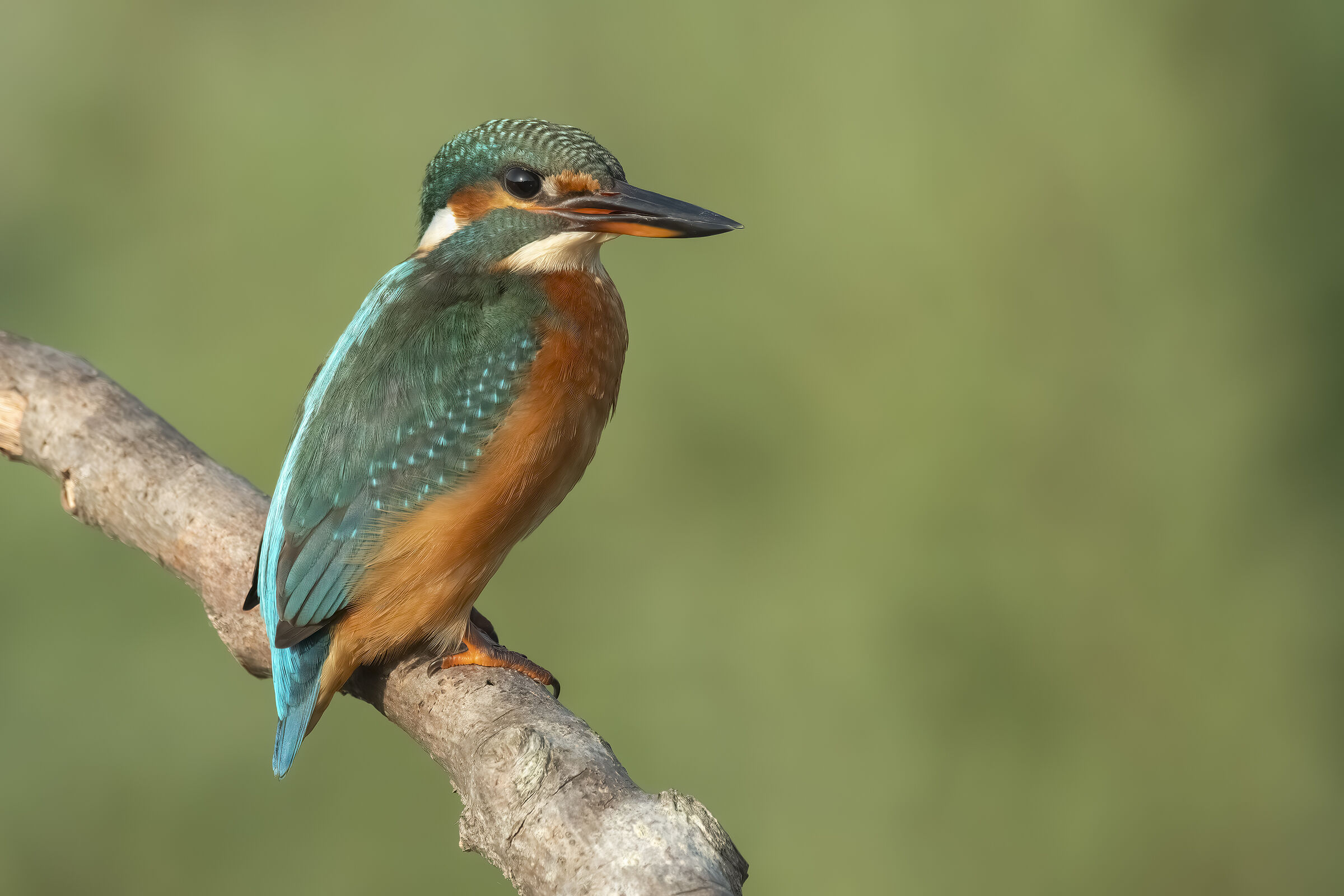 Kingfisher