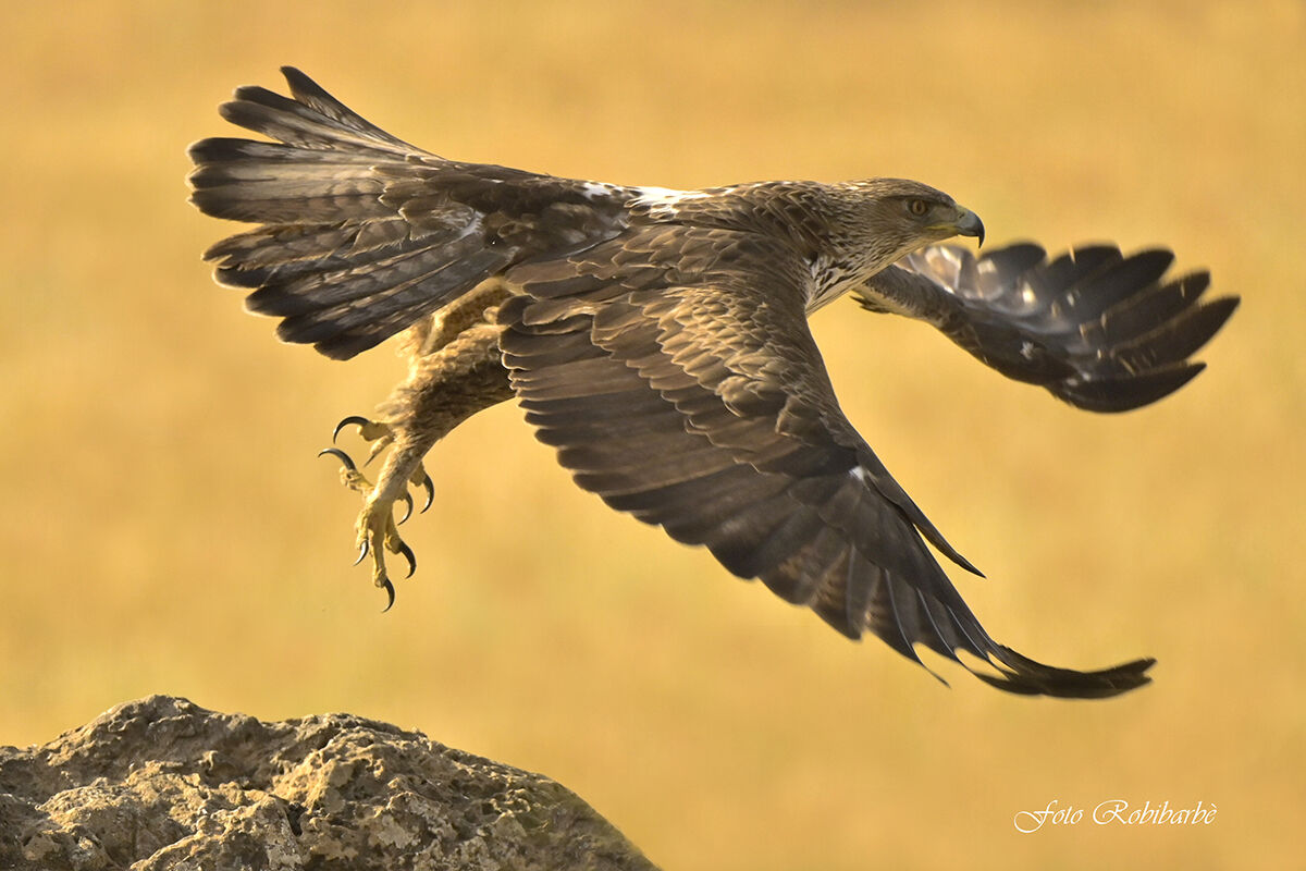 Aquila di Bonelli...
