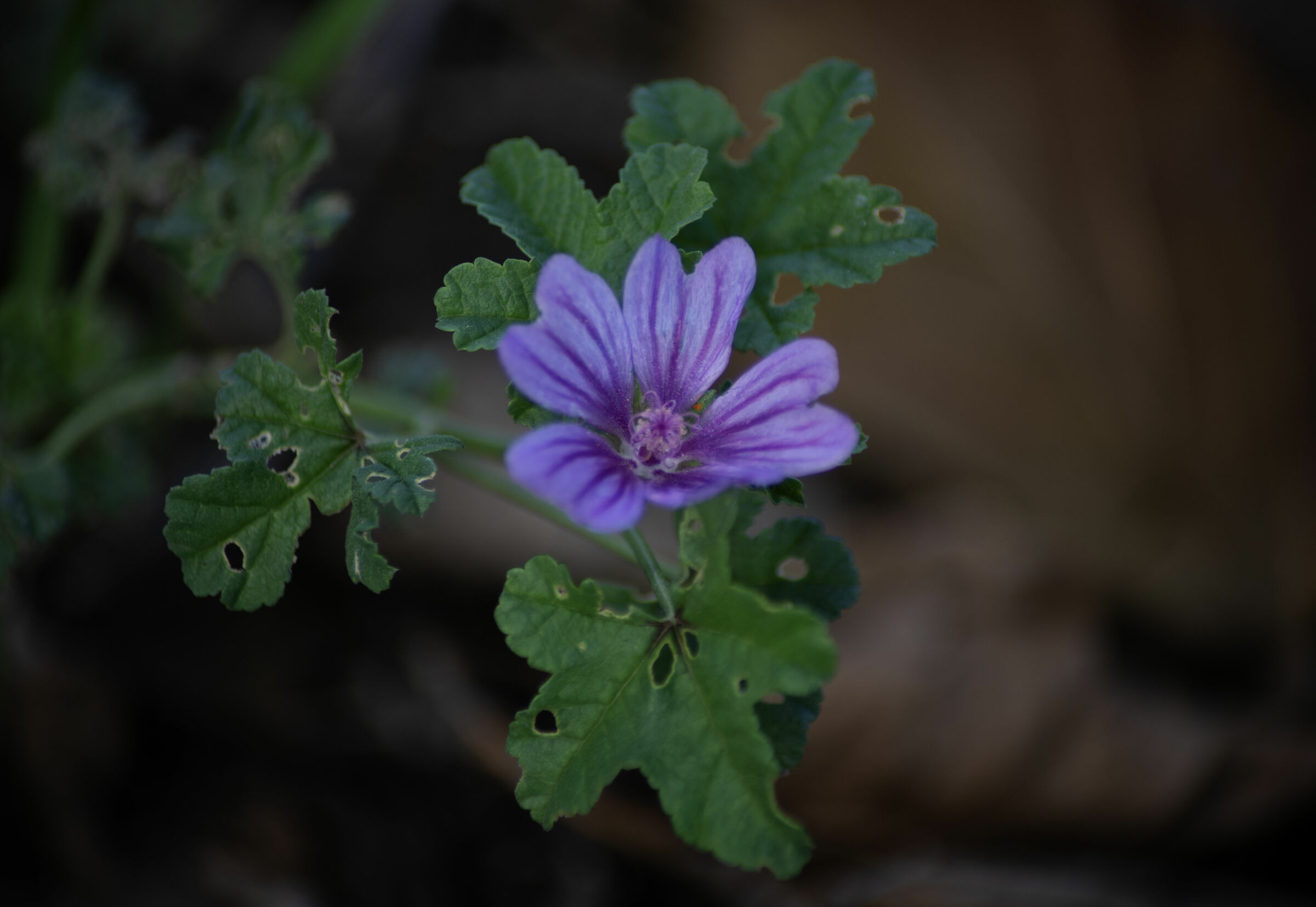 Fiore lilla 70-300-Tamron Pentax k1-II