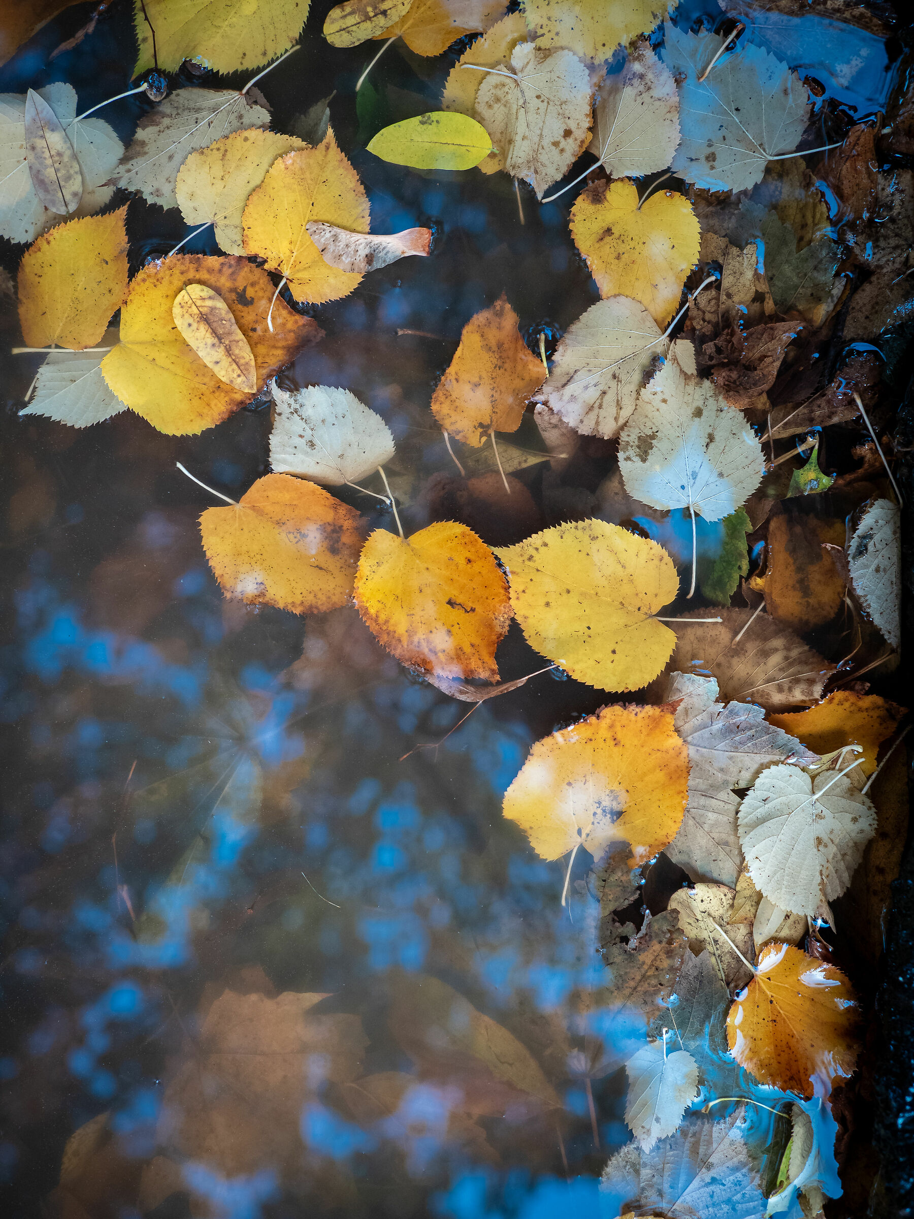 Autumn is wonderful