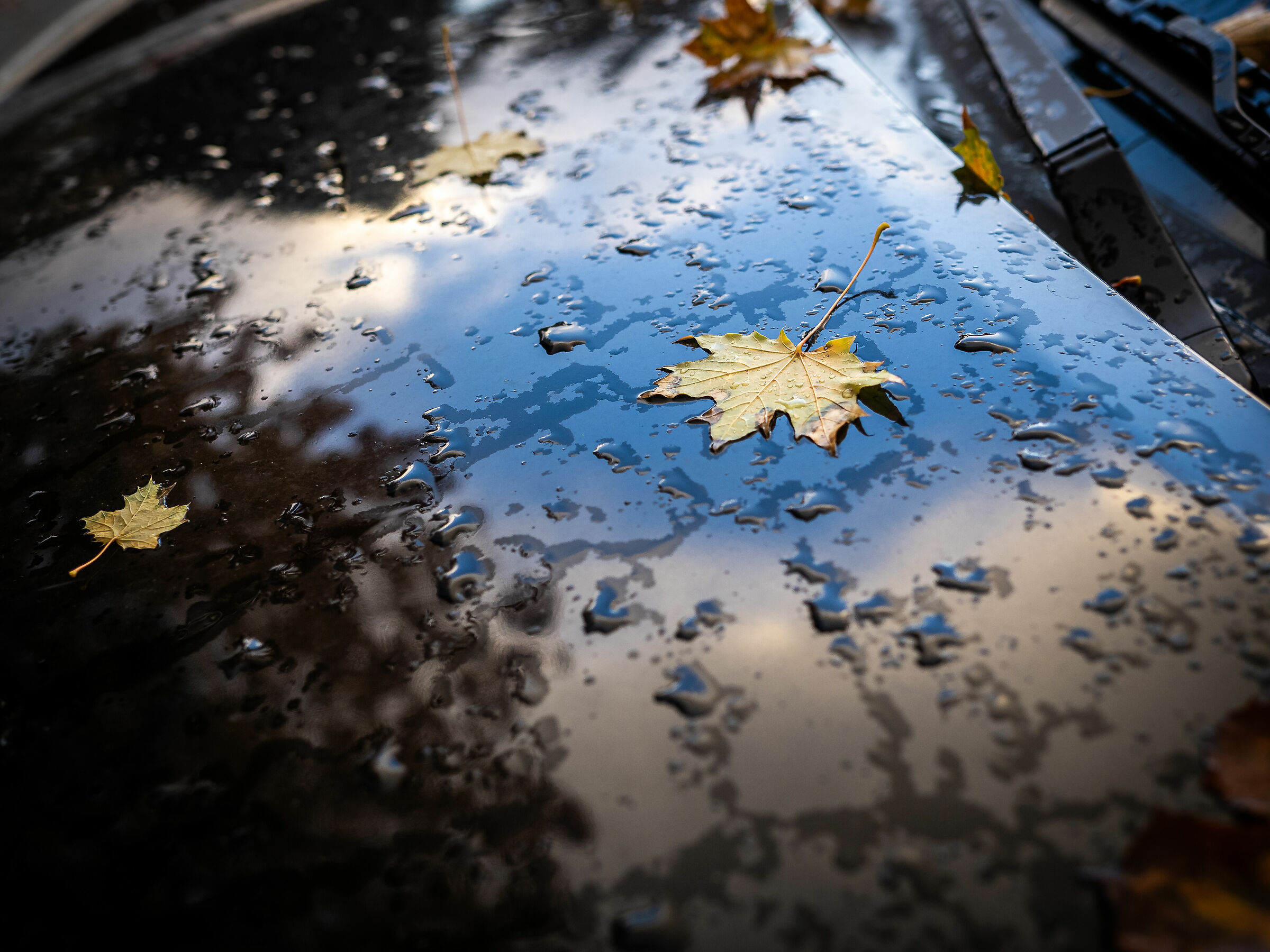 Leaves on a car
