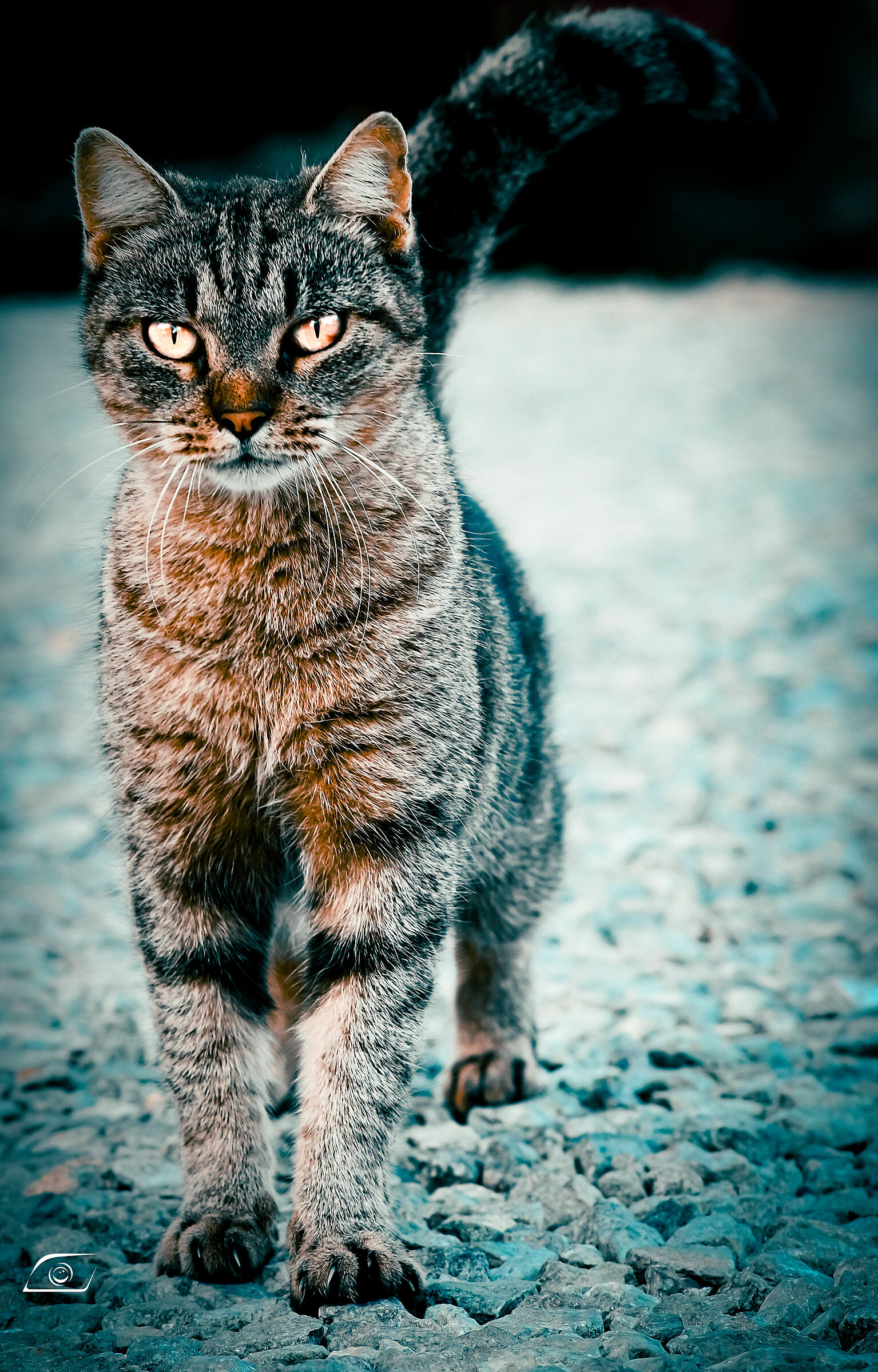 La postura di un combattente