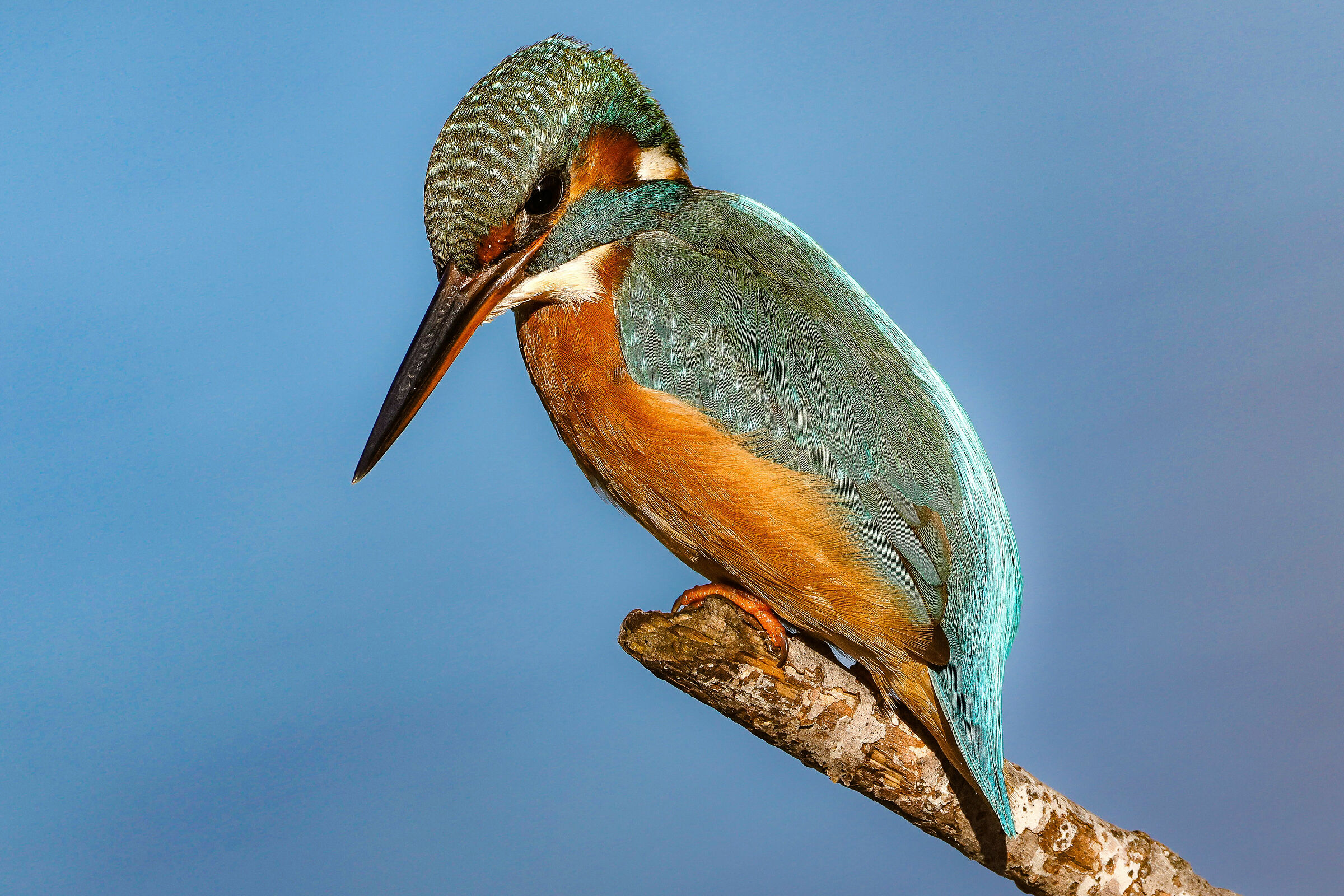 Kingfisher