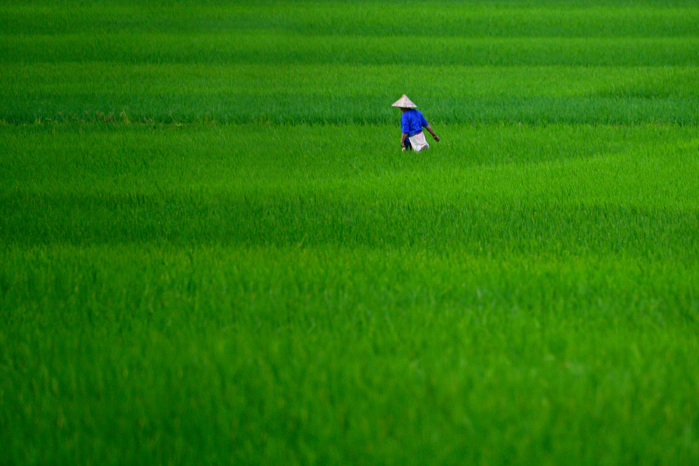 Un mare verde....