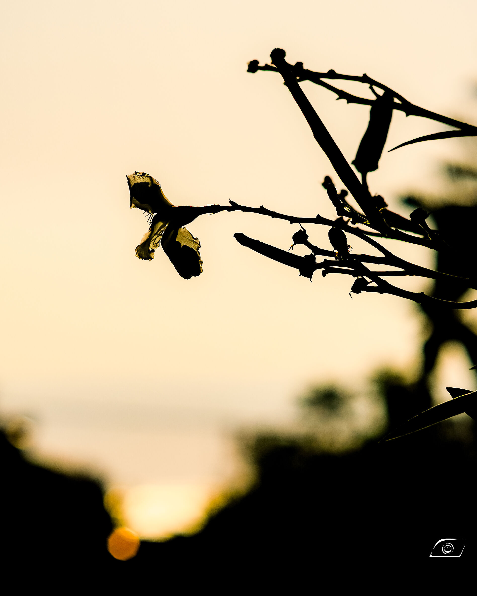 Da piccolo esprimevo desideri, ora esprimo ricordi