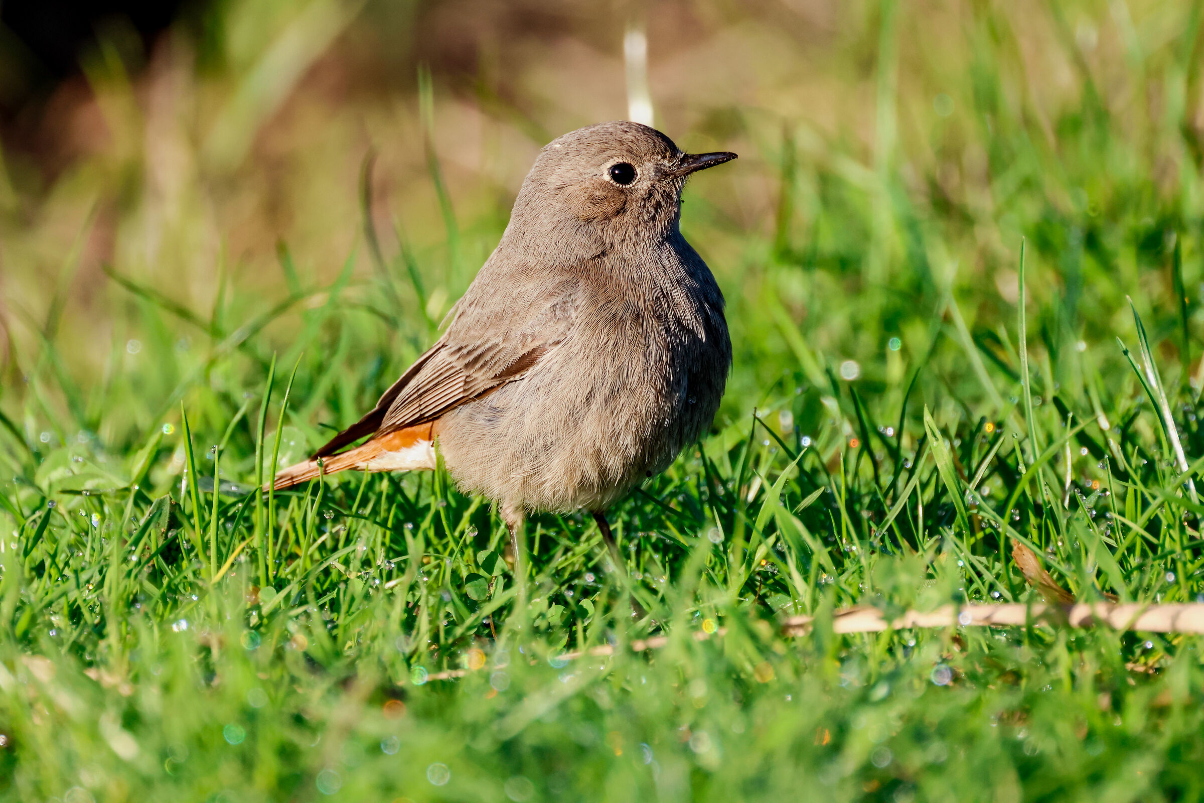 Black redstart