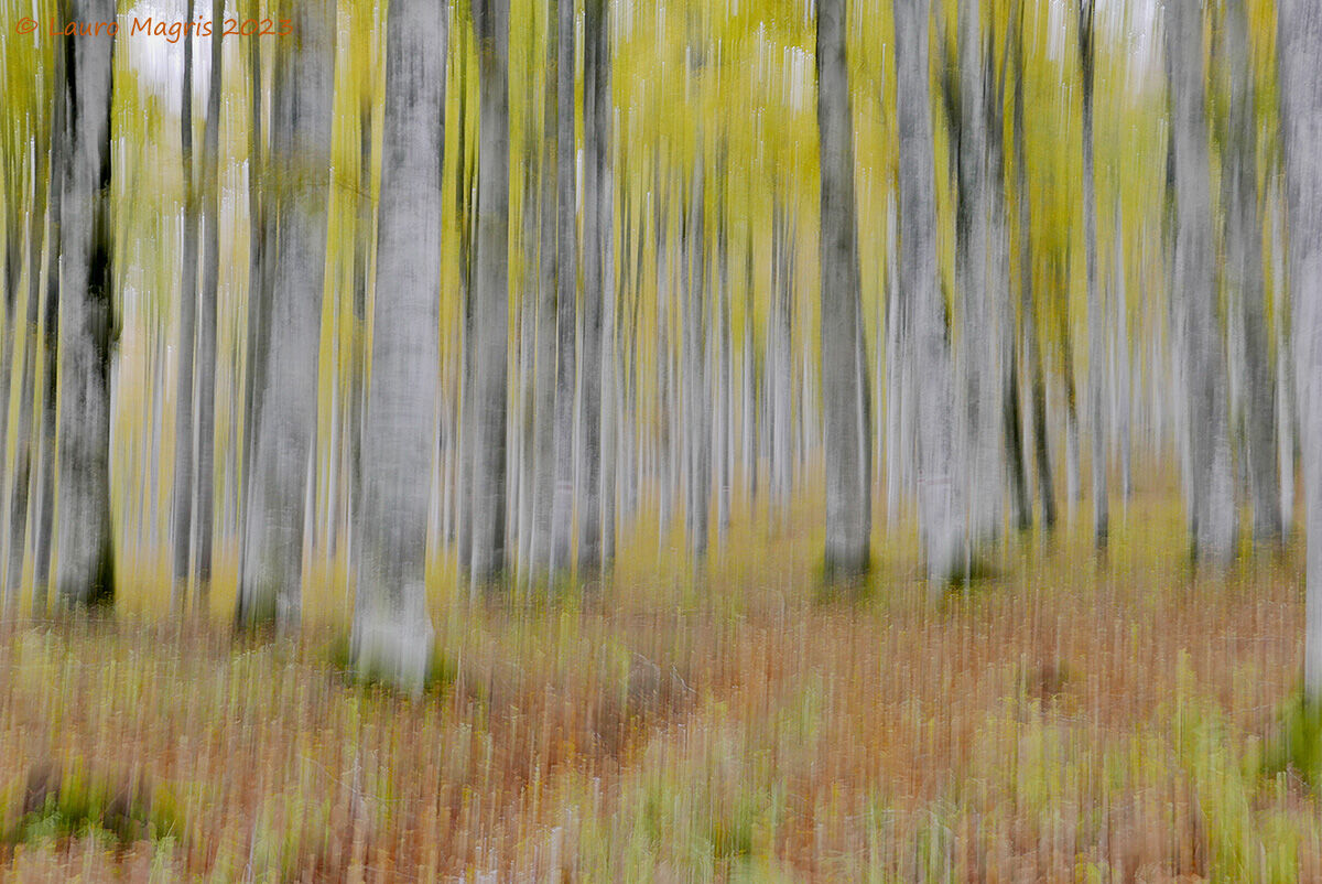 Pennellate autunnali