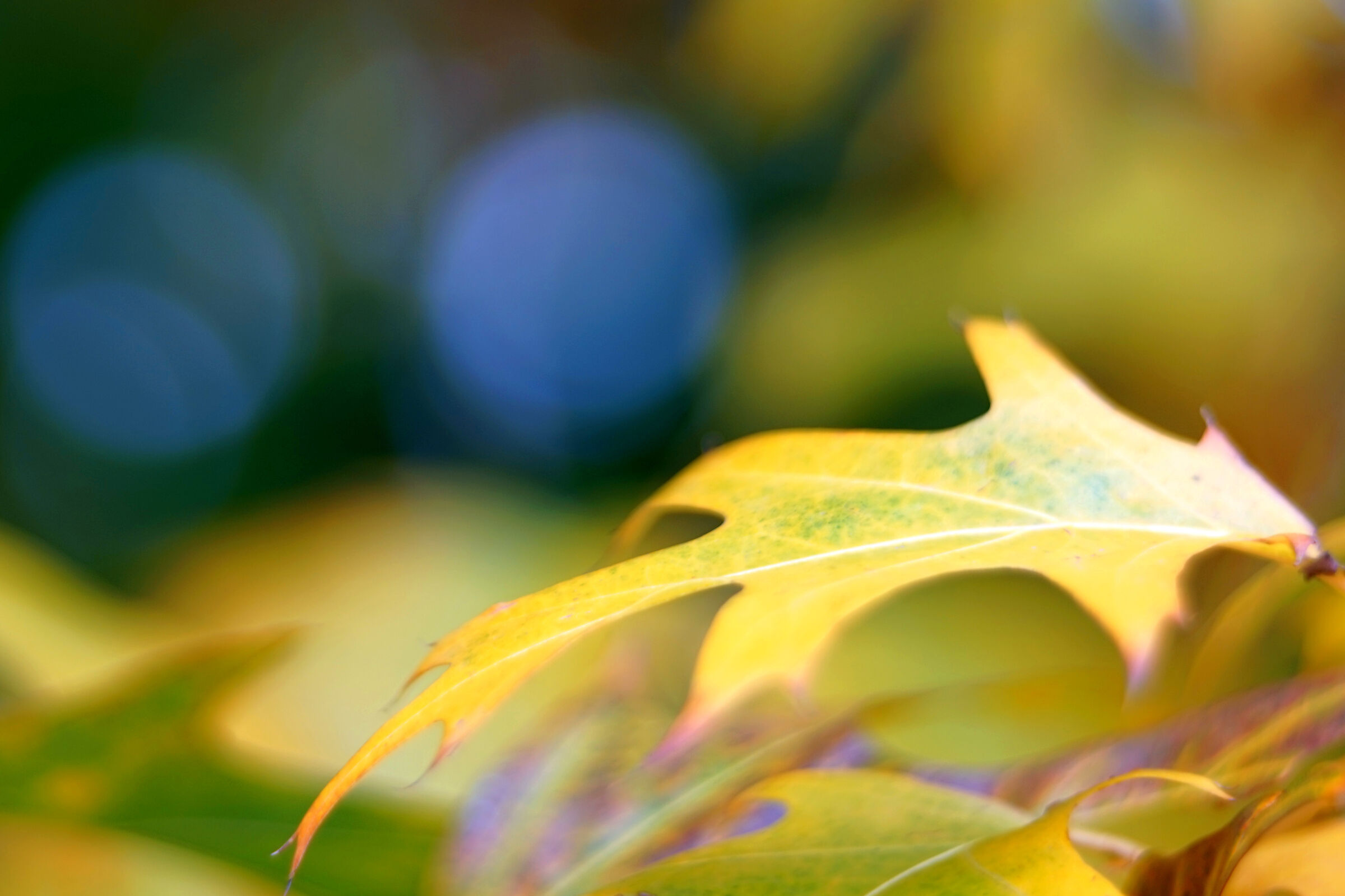 Leica Hektor 2.5/85 projection lens