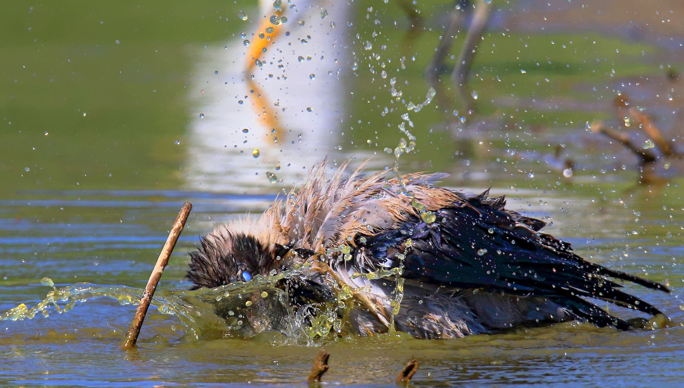 Quando il caldo ti opprime