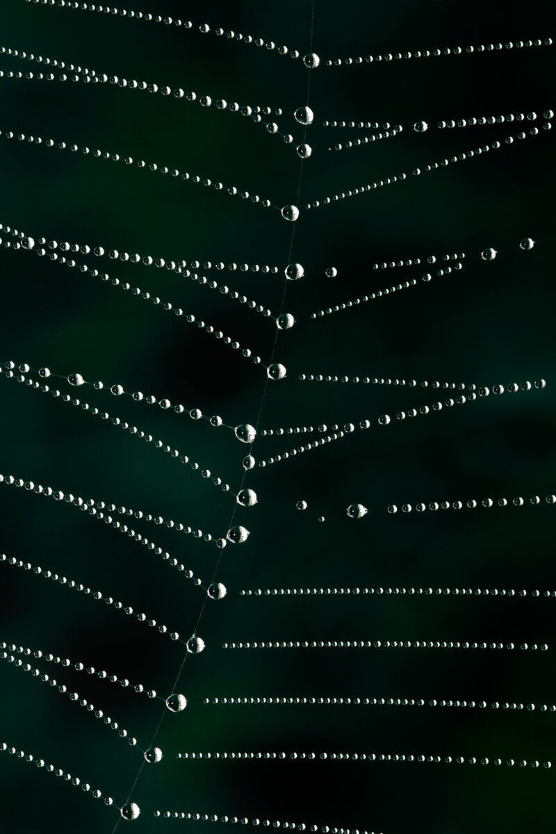 Gocce sulla ragnatela