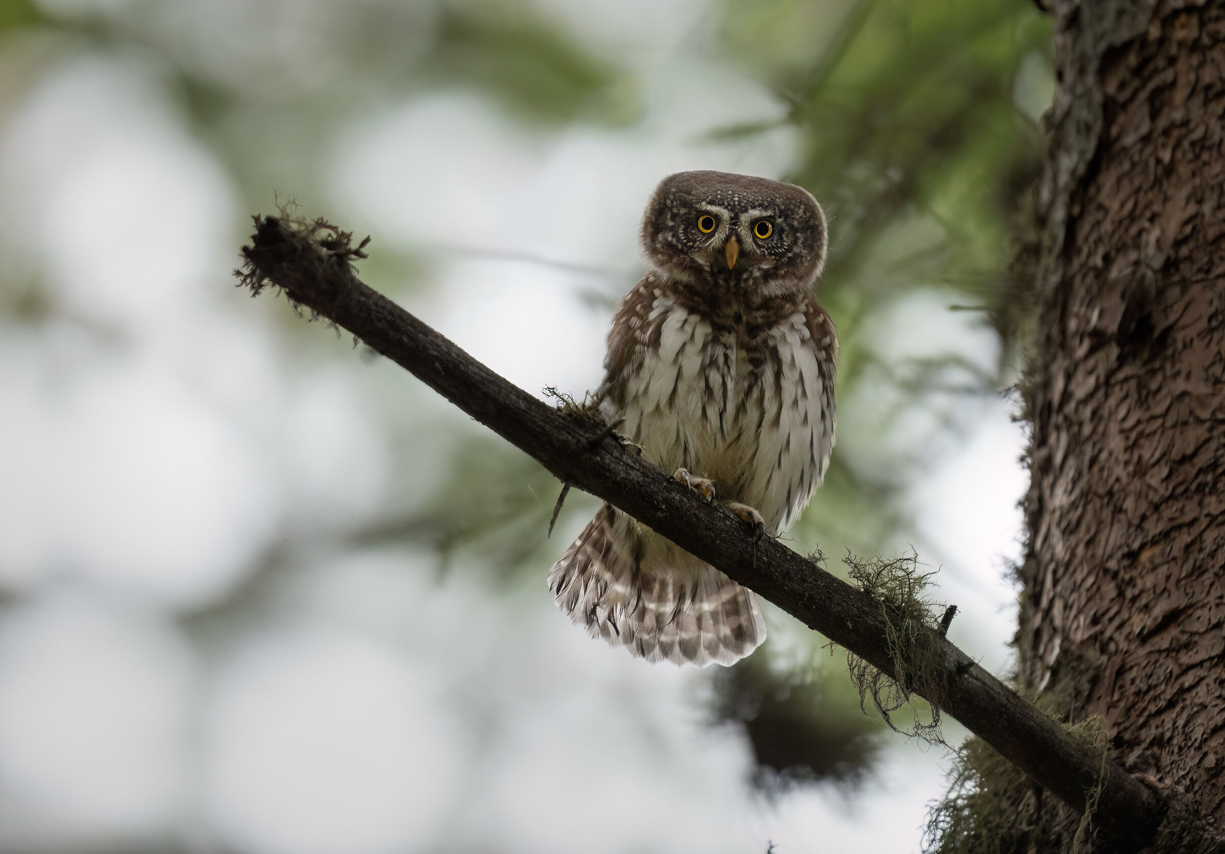Dwarf owl