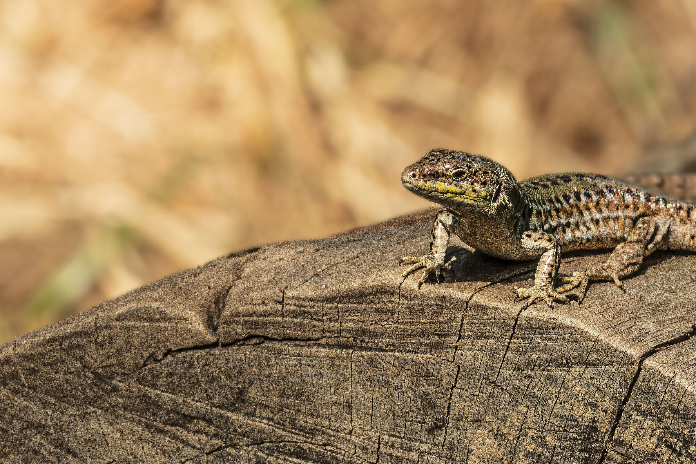Bestie a San Giuliano