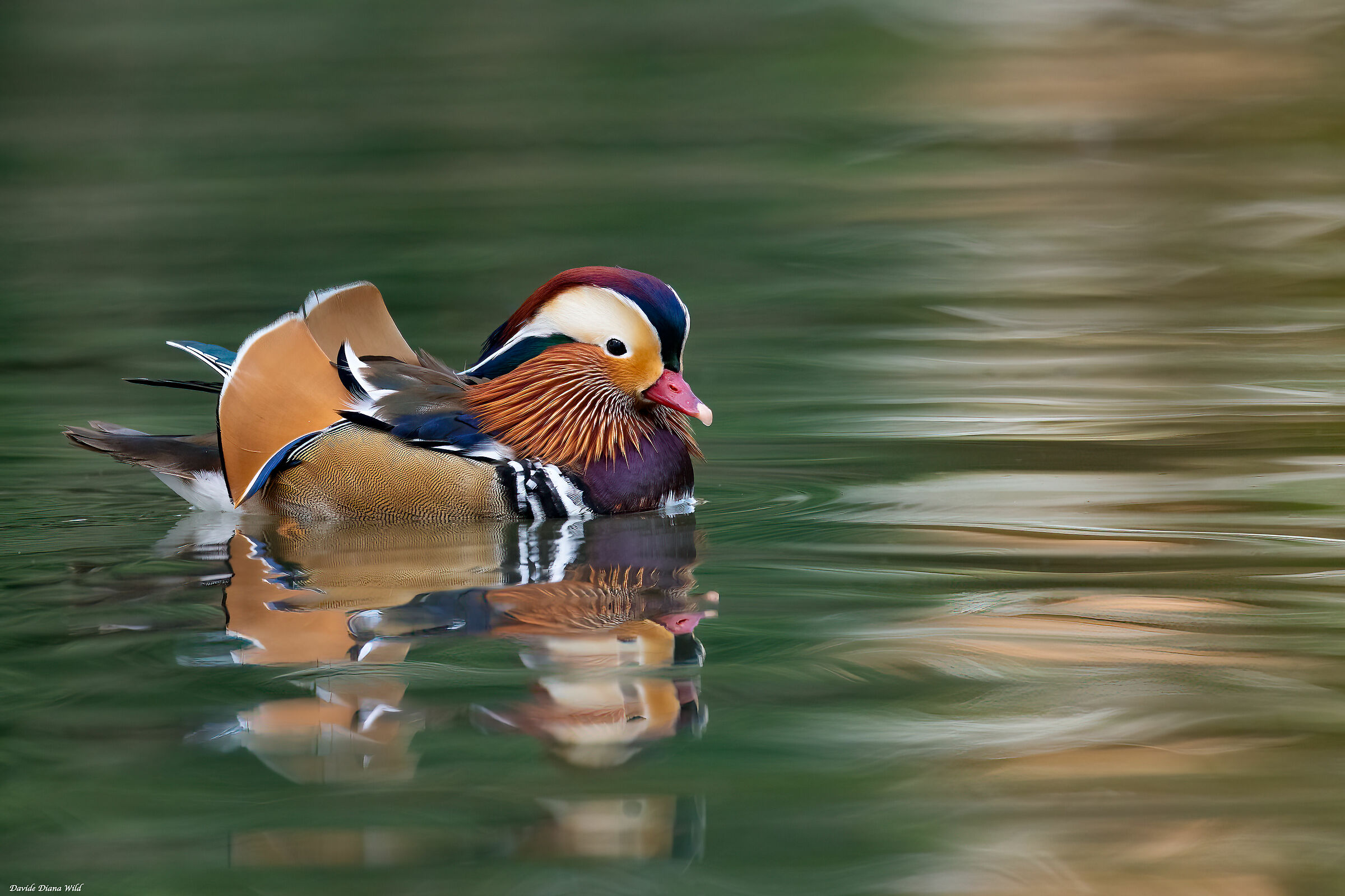 Mandarin duck