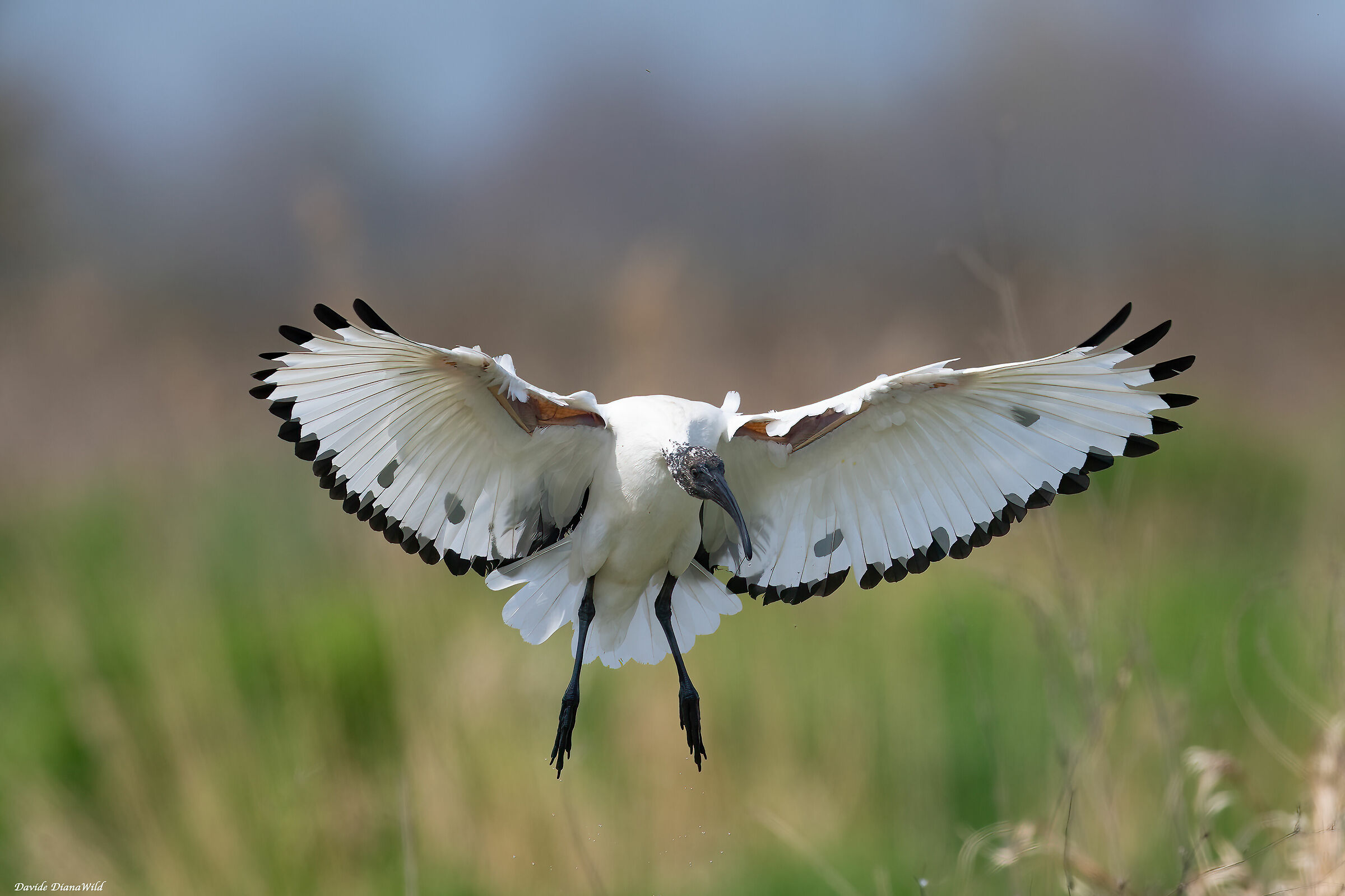 Sacred Ibis