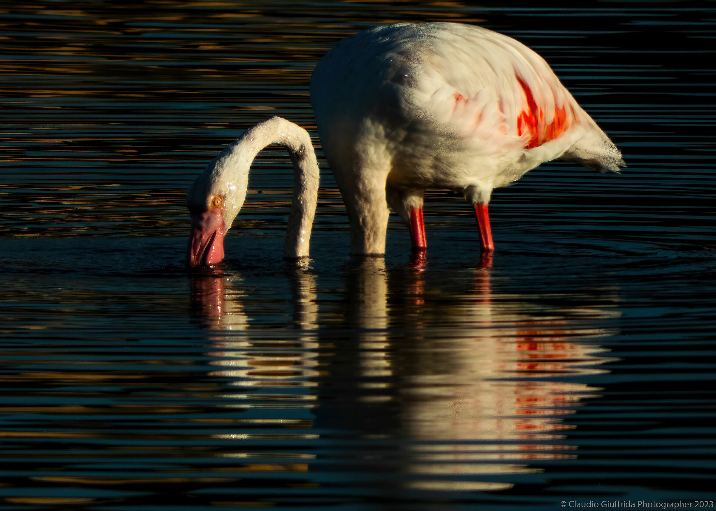 Phoenicopterus roseus