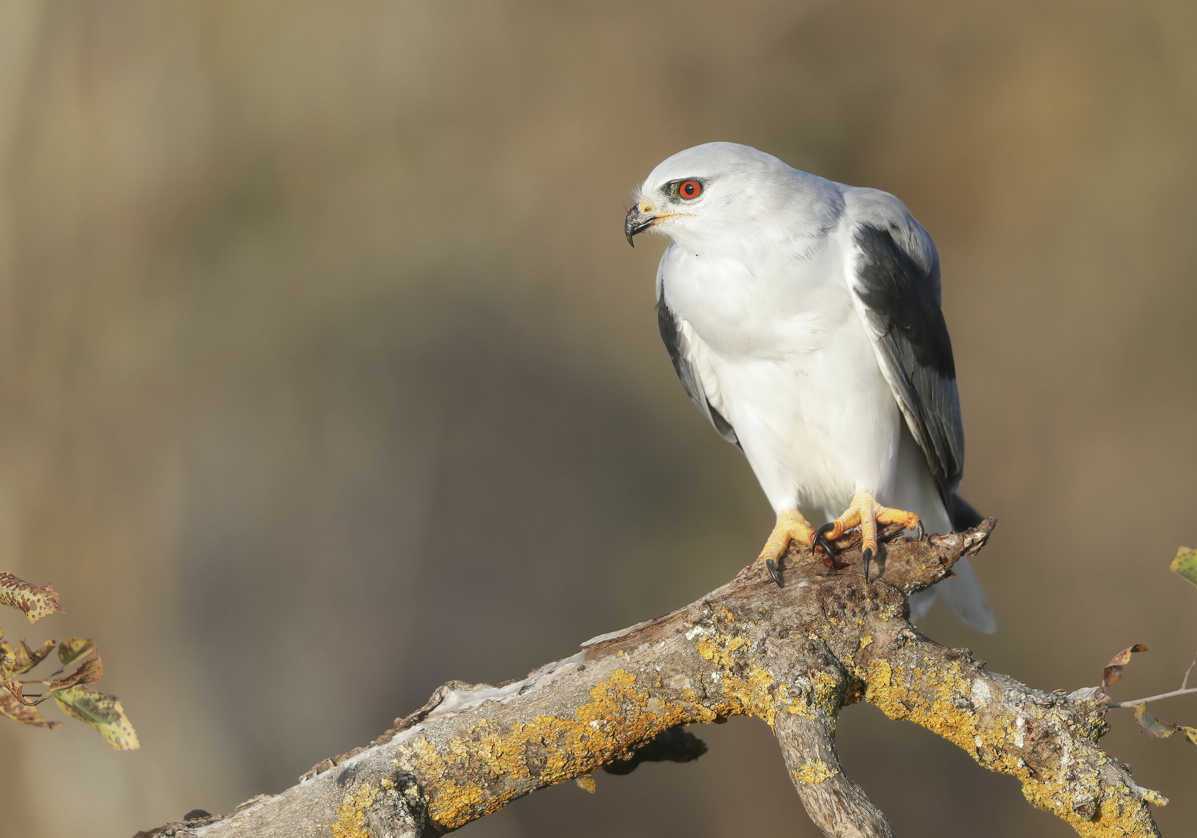 l'autunno del nibbio bianco
