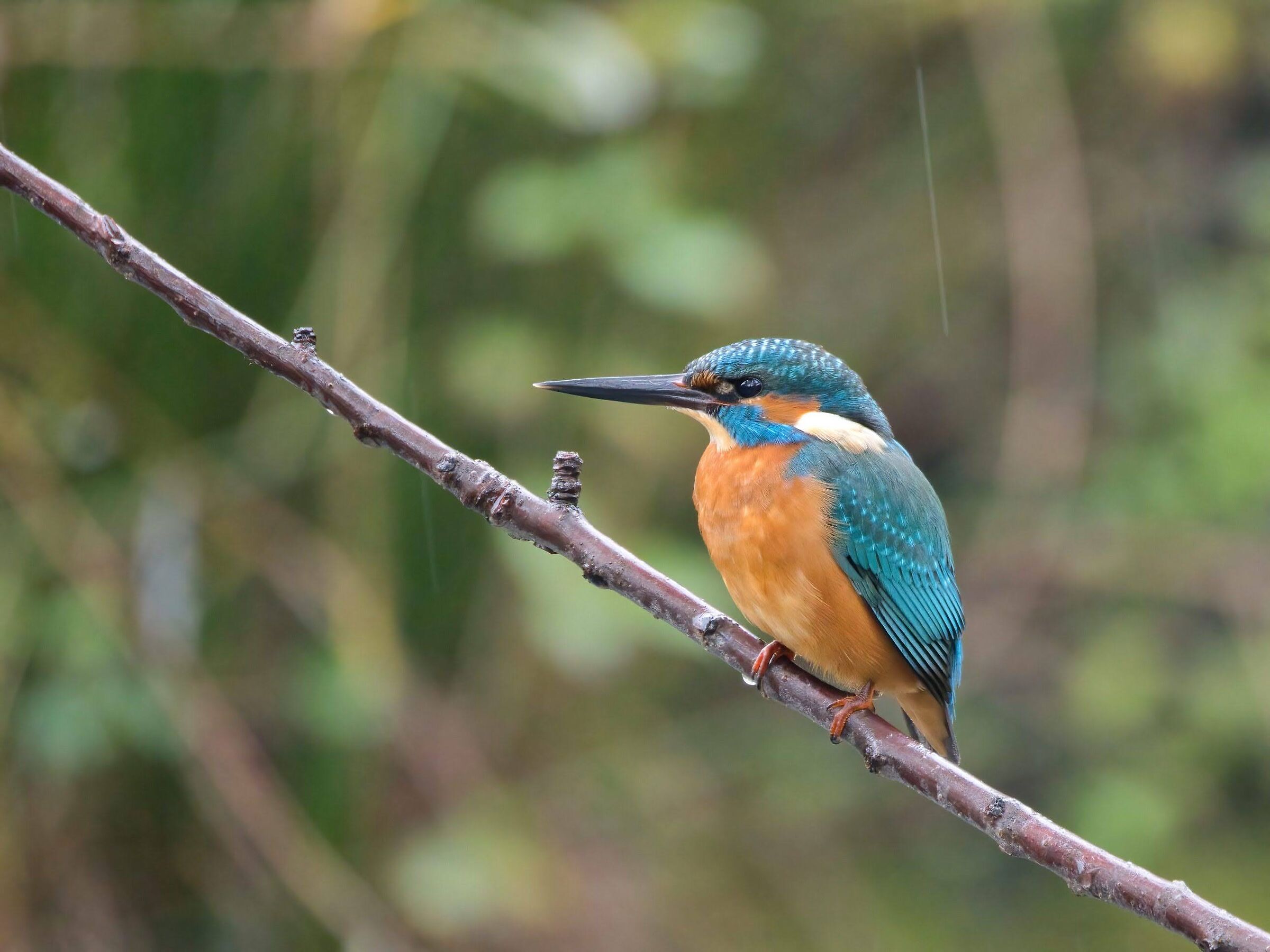 Martino in the rain.