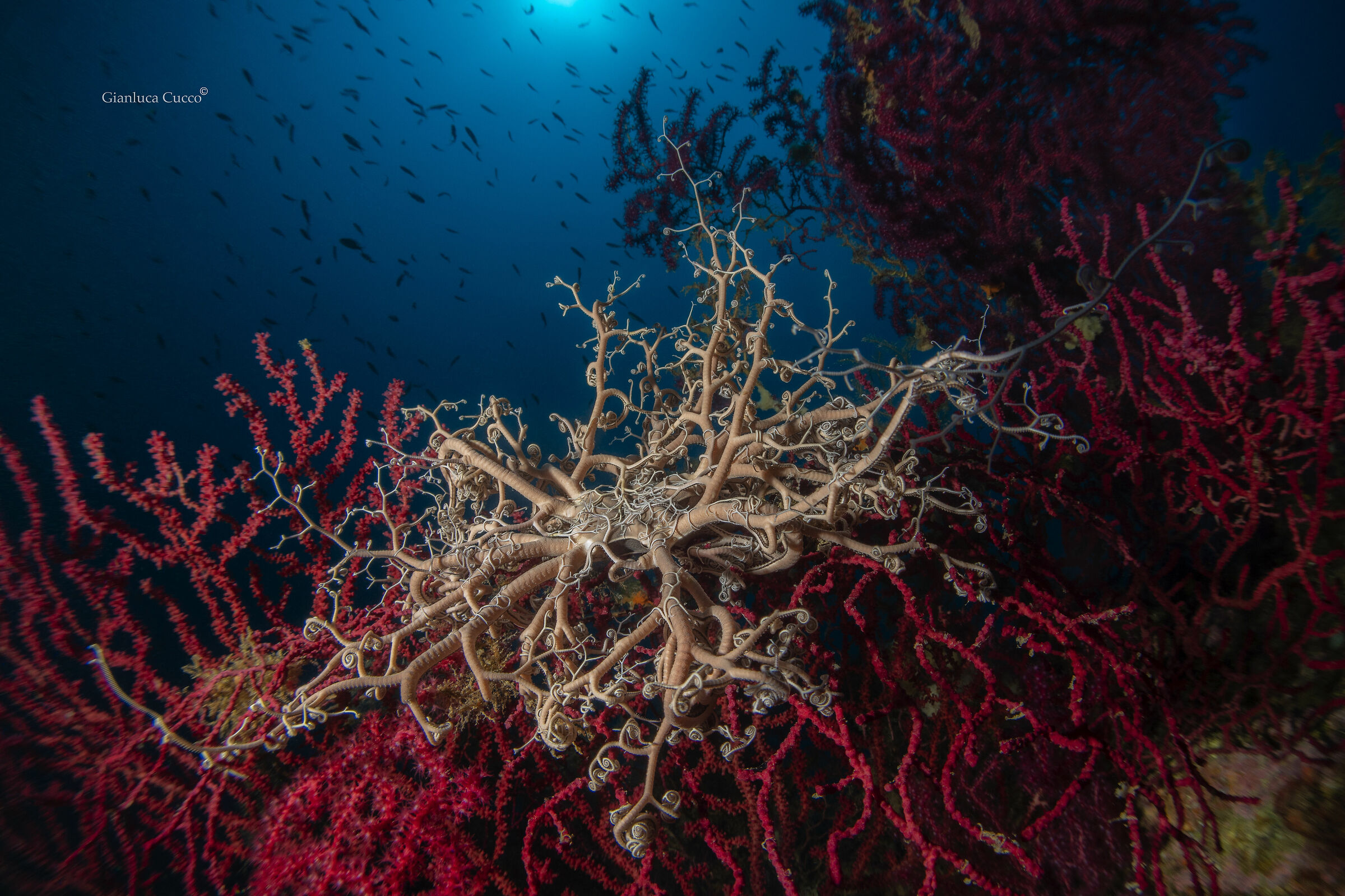 Pizzi e merletti....